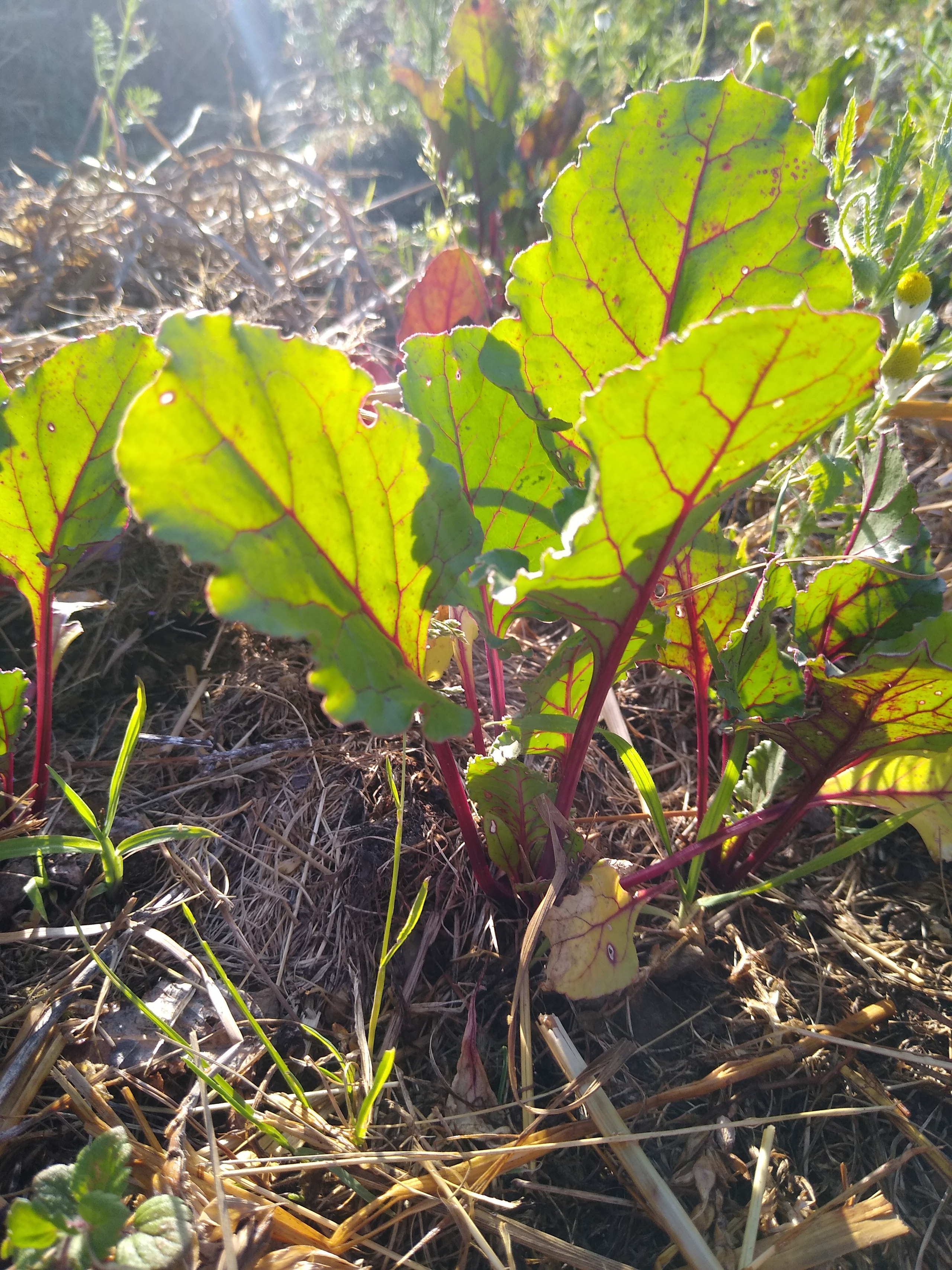 June. Kiki-Niki-Cha! Learn, play, and discover with us!