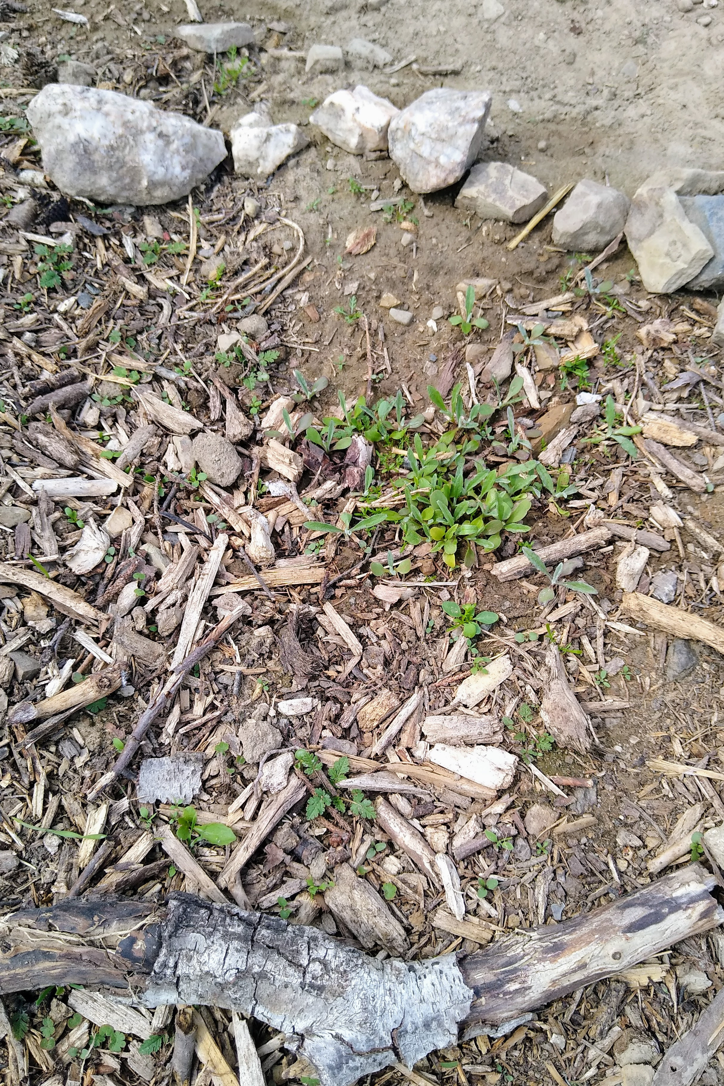 May. Kiki-Niki-Cha! Learn, play, and discover with us!