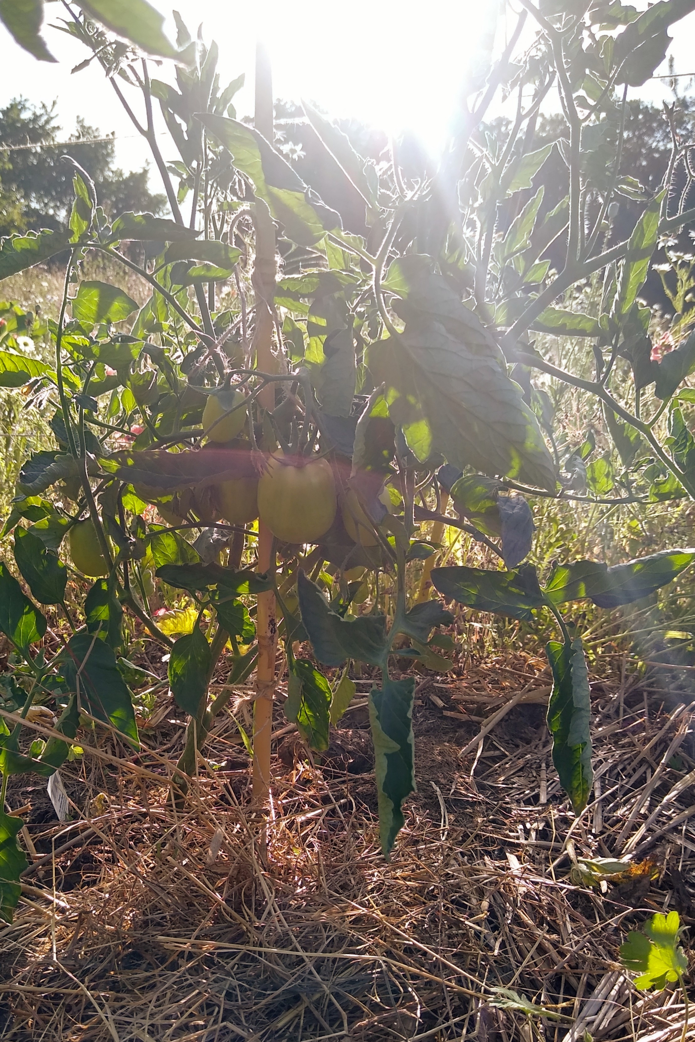 June. Kiki-Niki-Cha! Learn, play, and discover with us!