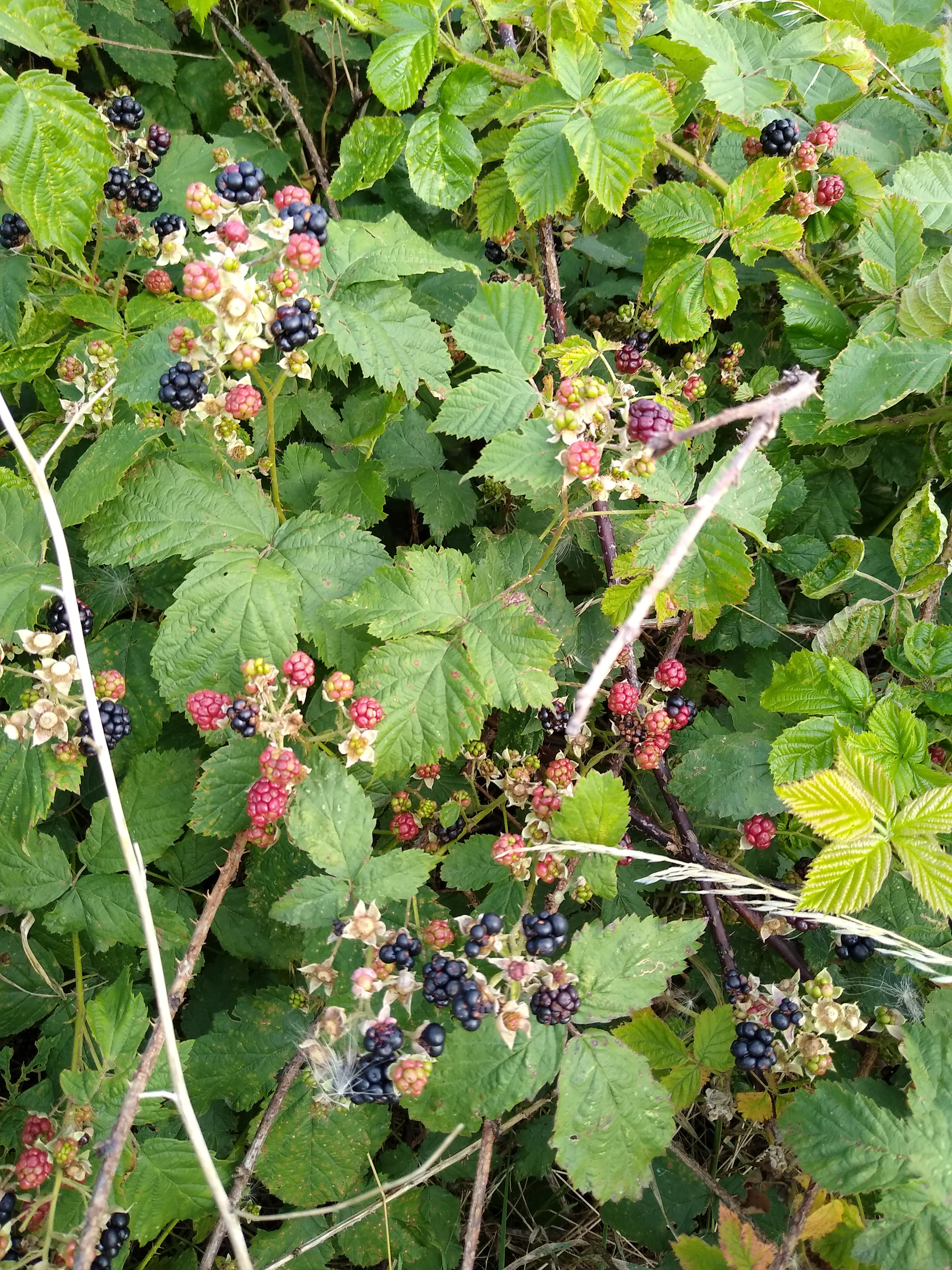 July. Kiki-Niki-Cha! Learn, play, and discover with us!