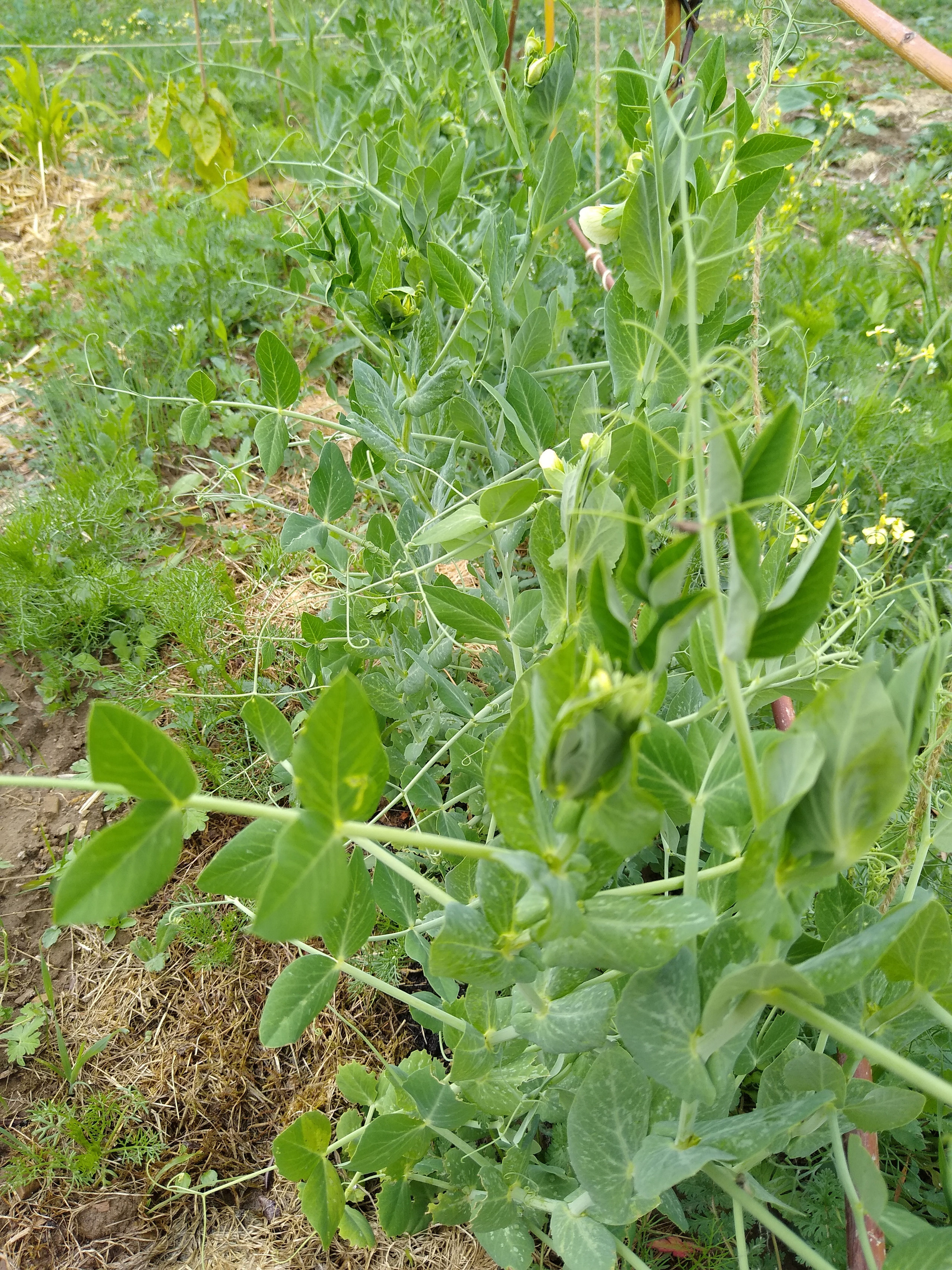 May. Kiki-Niki-Cha! Learn, play, and discover with us!