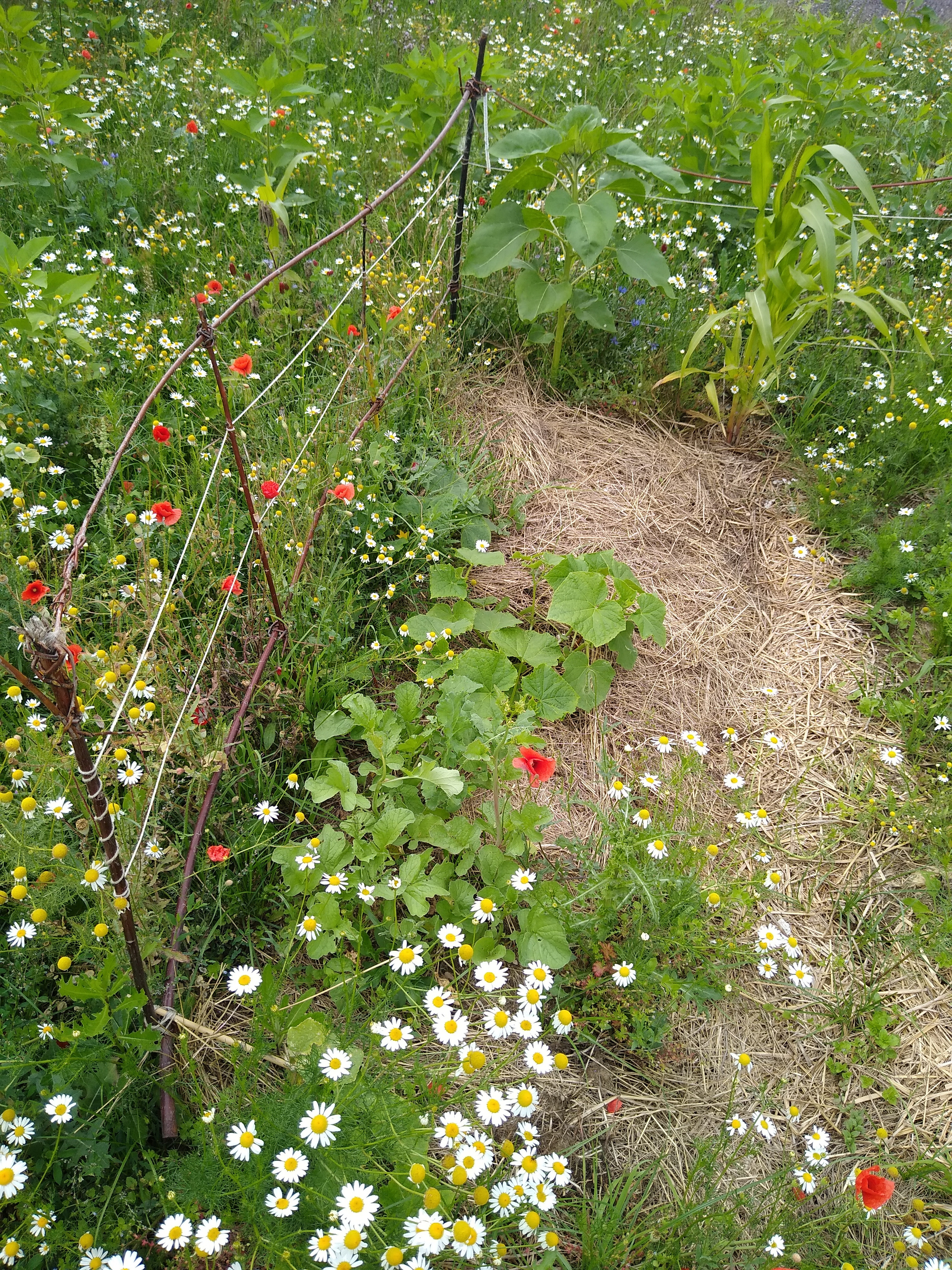 July. Kiki-Niki-Cha! Learn, play, and discover with us!