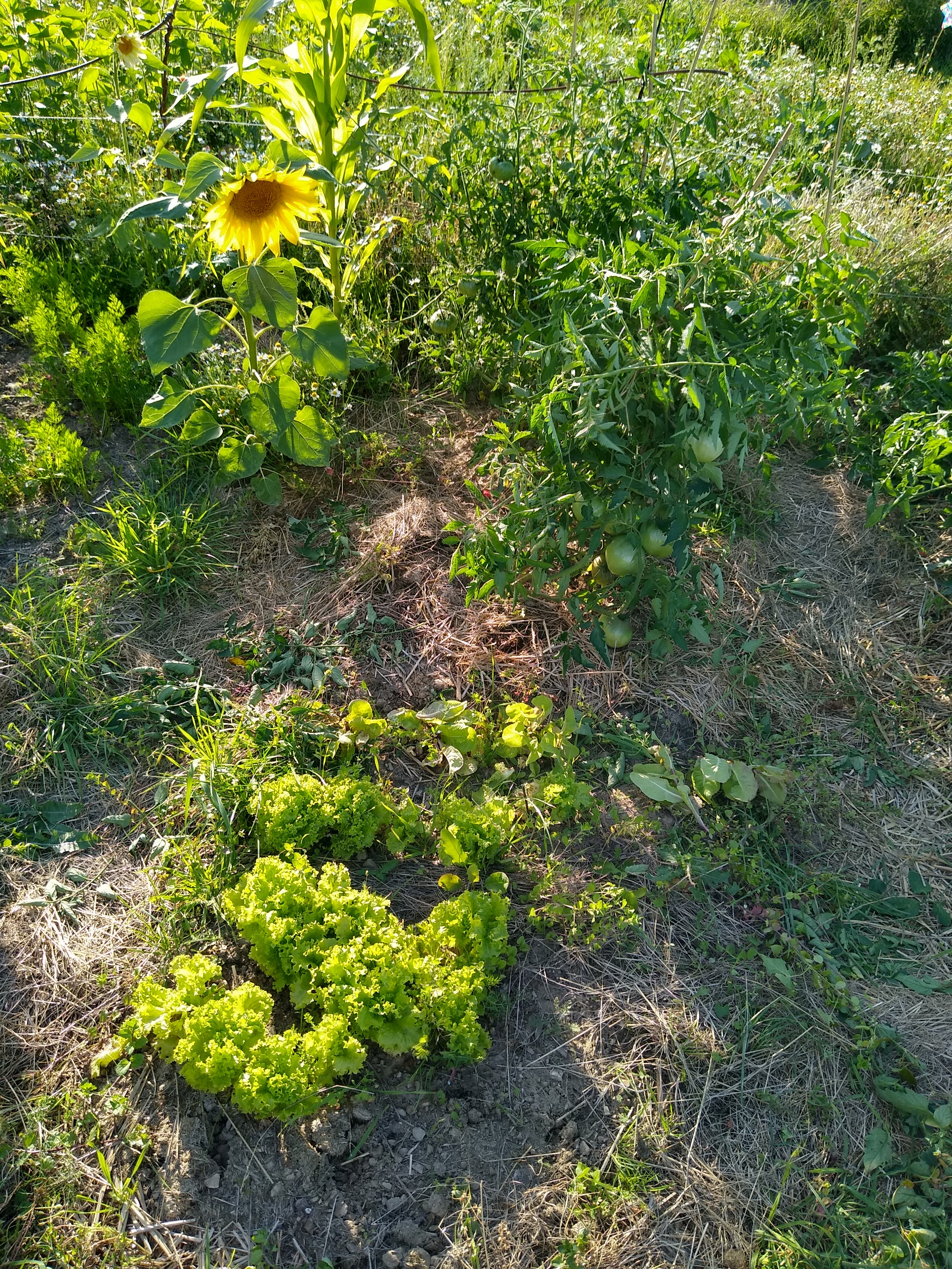 July. Kiki-Niki-Cha! Learn, play, and discover with us!