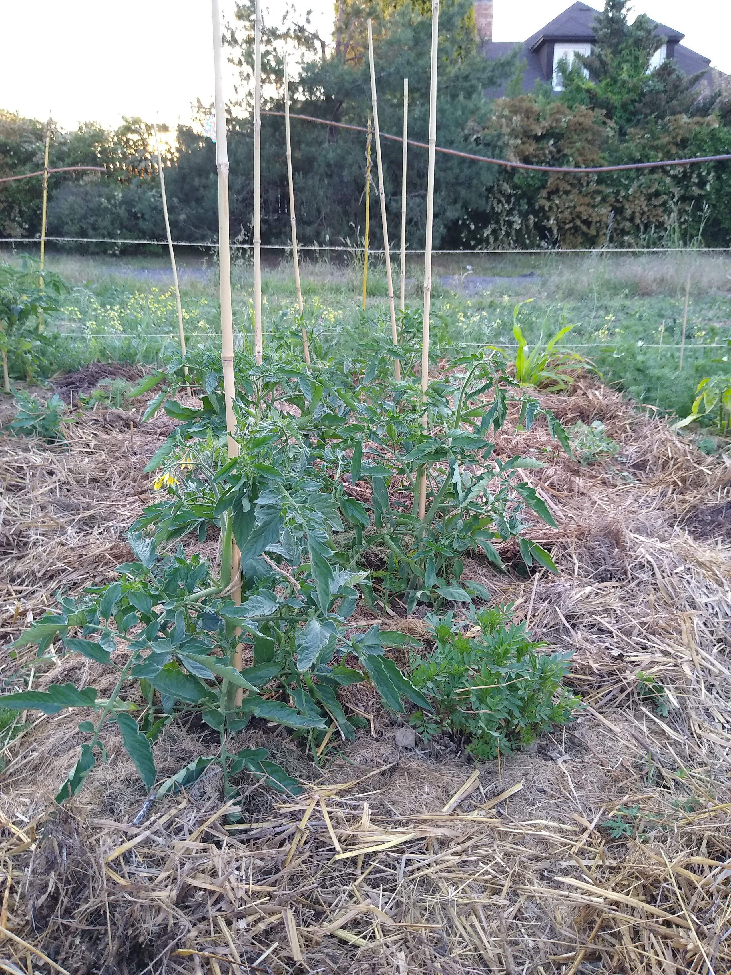 June. Kiki-Niki-Cha! Learn, play, and discover with us!