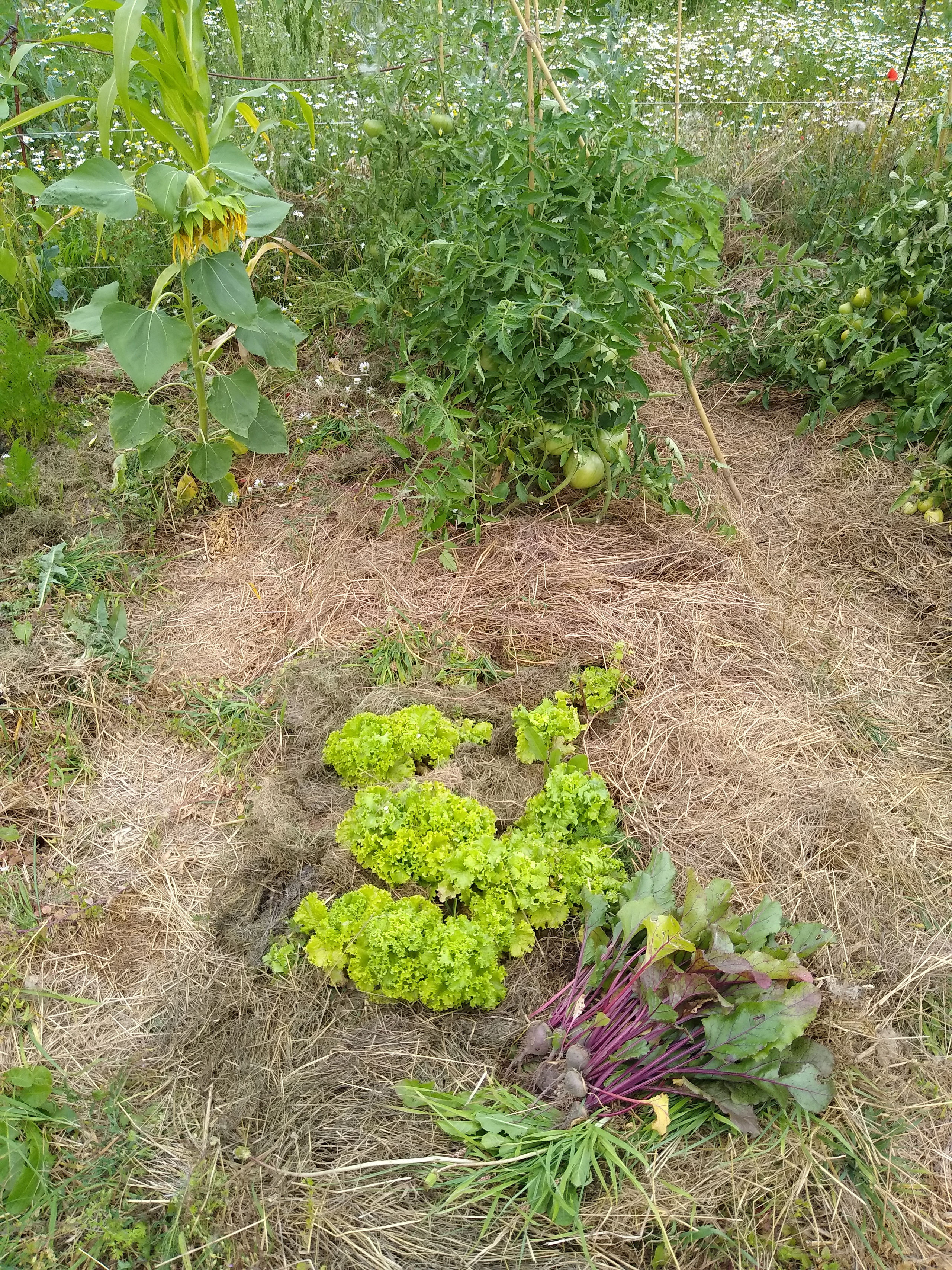 July. Kiki-Niki-Cha! Learn, play, and discover with us!