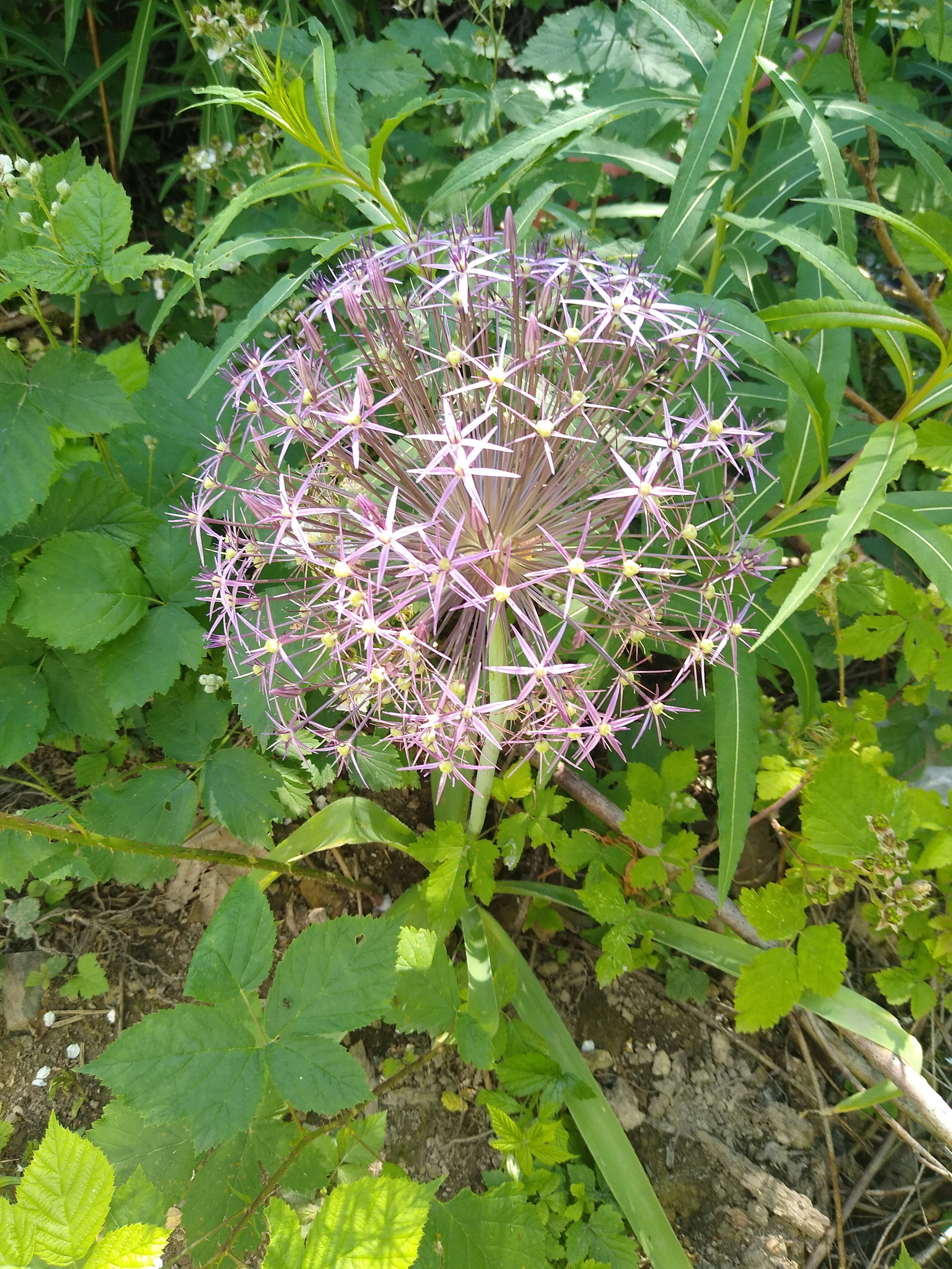 June. Kiki-Niki-Cha! Learn, play, and discover with us!