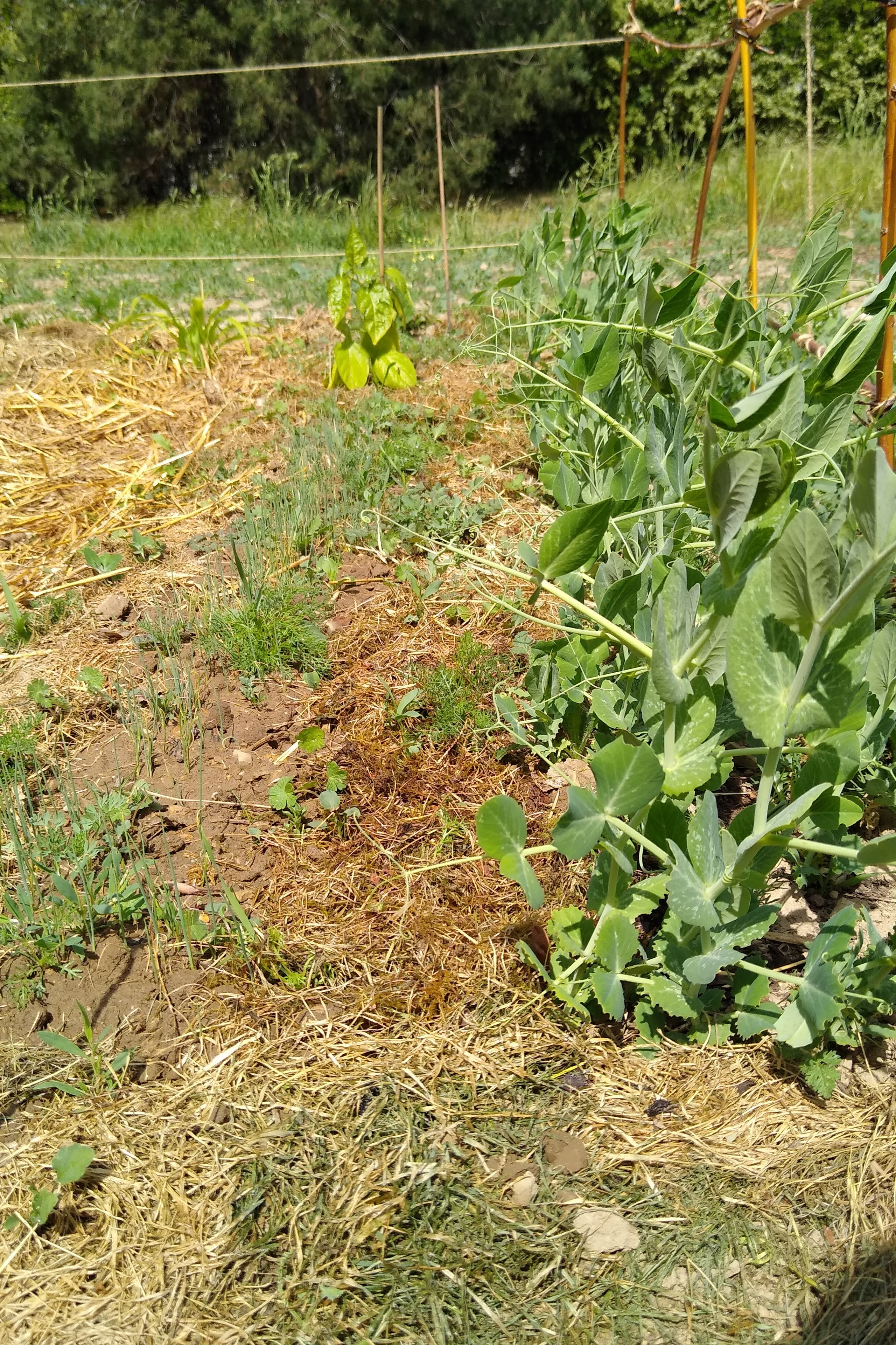 May. Kiki-Niki-Cha! Learn, play, and discover with us!