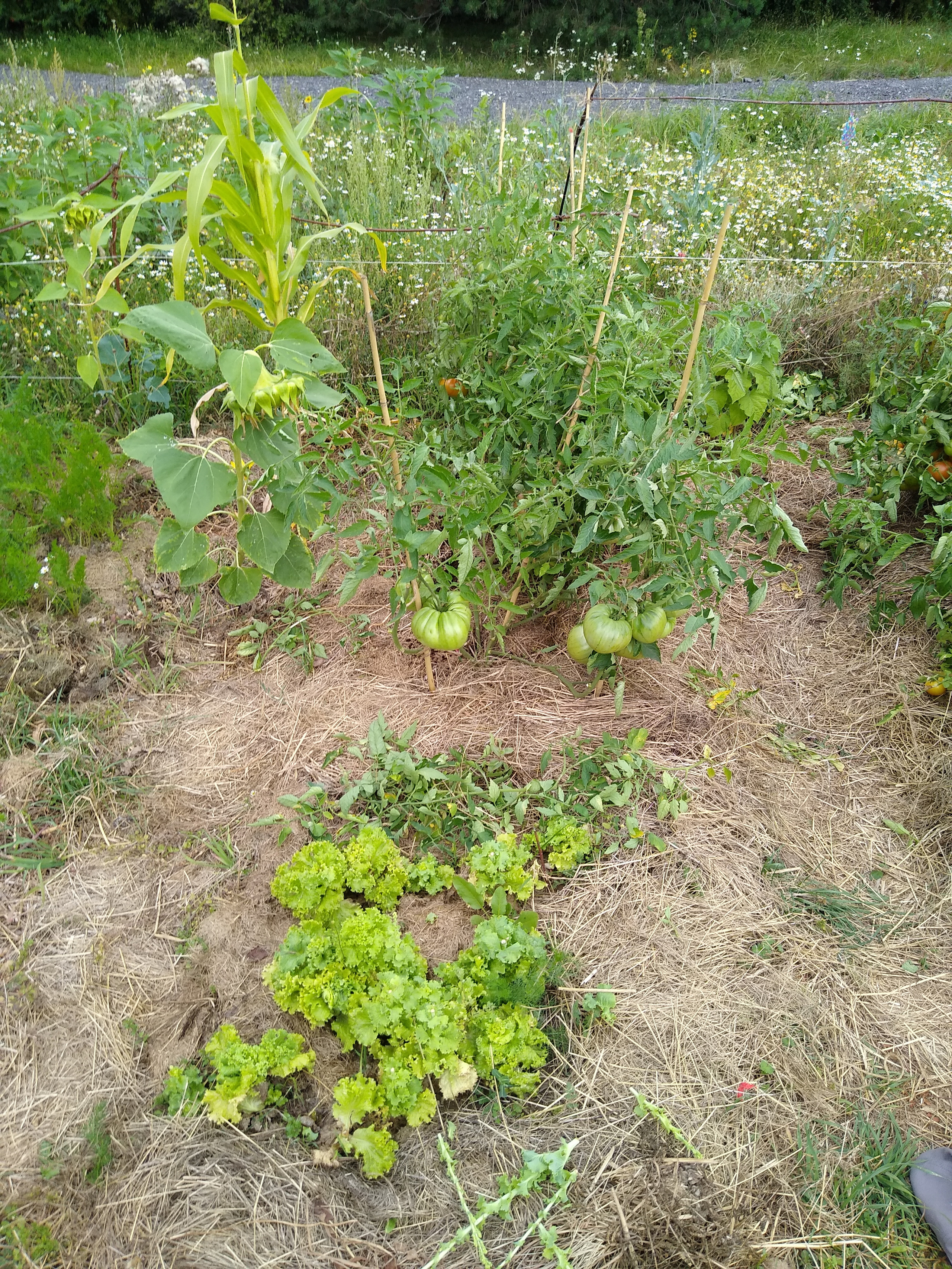 July. Kiki-Niki-Cha! Learn, play, and discover with us!