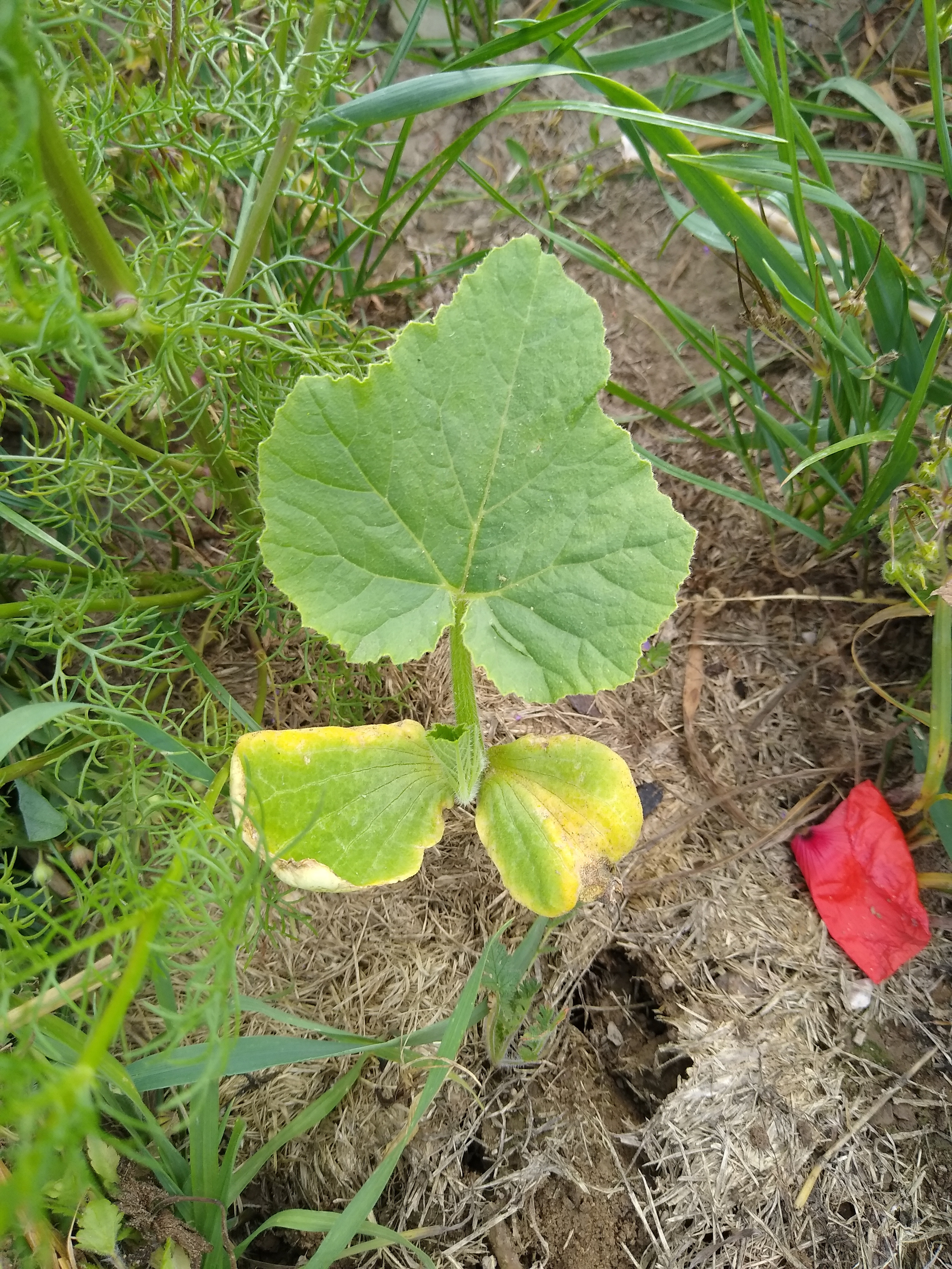 June. Kiki-Niki-Cha! Learn, play, and discover with us!