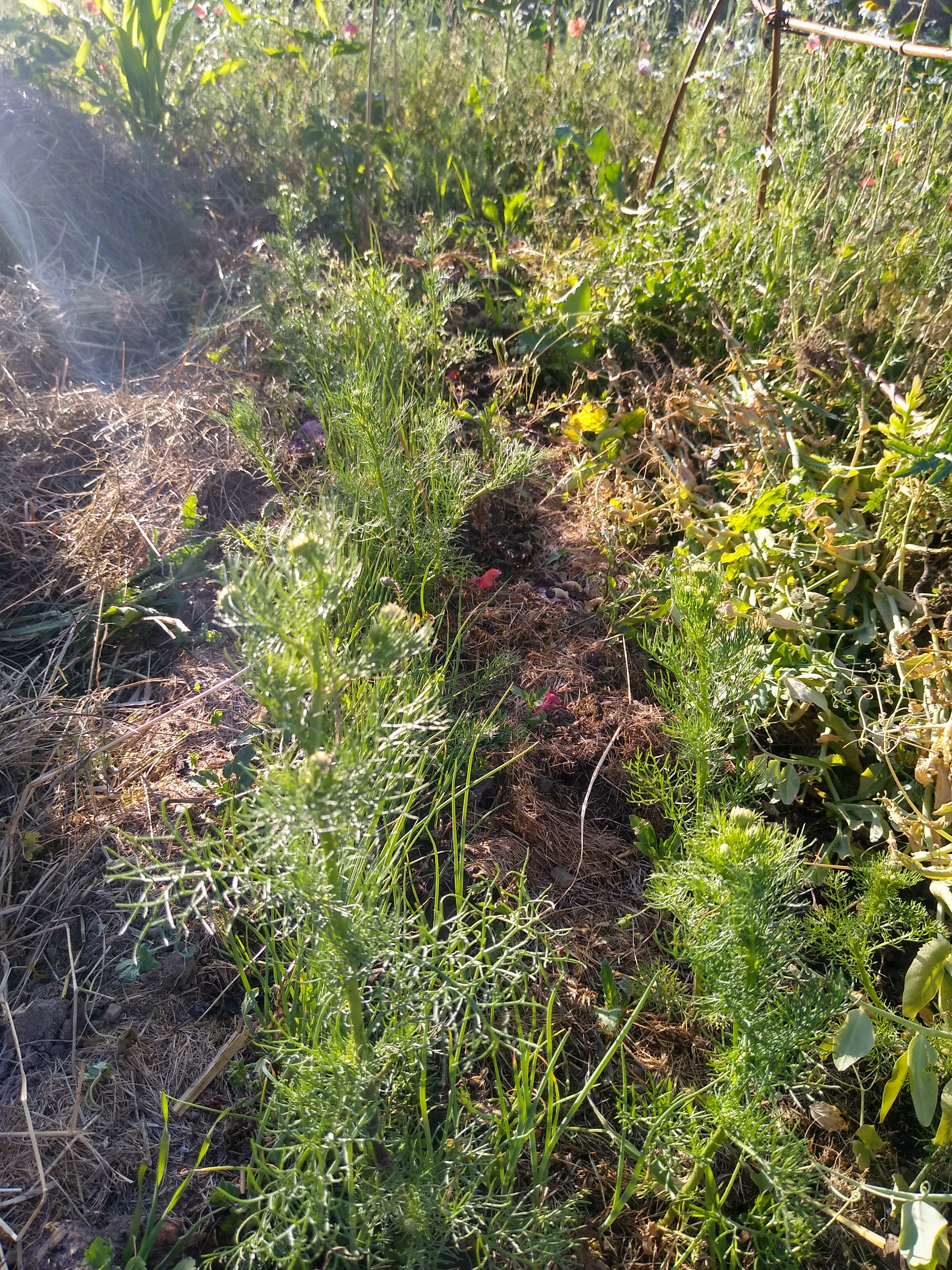 June. Kiki-Niki-Cha! Learn, play, and discover with us!