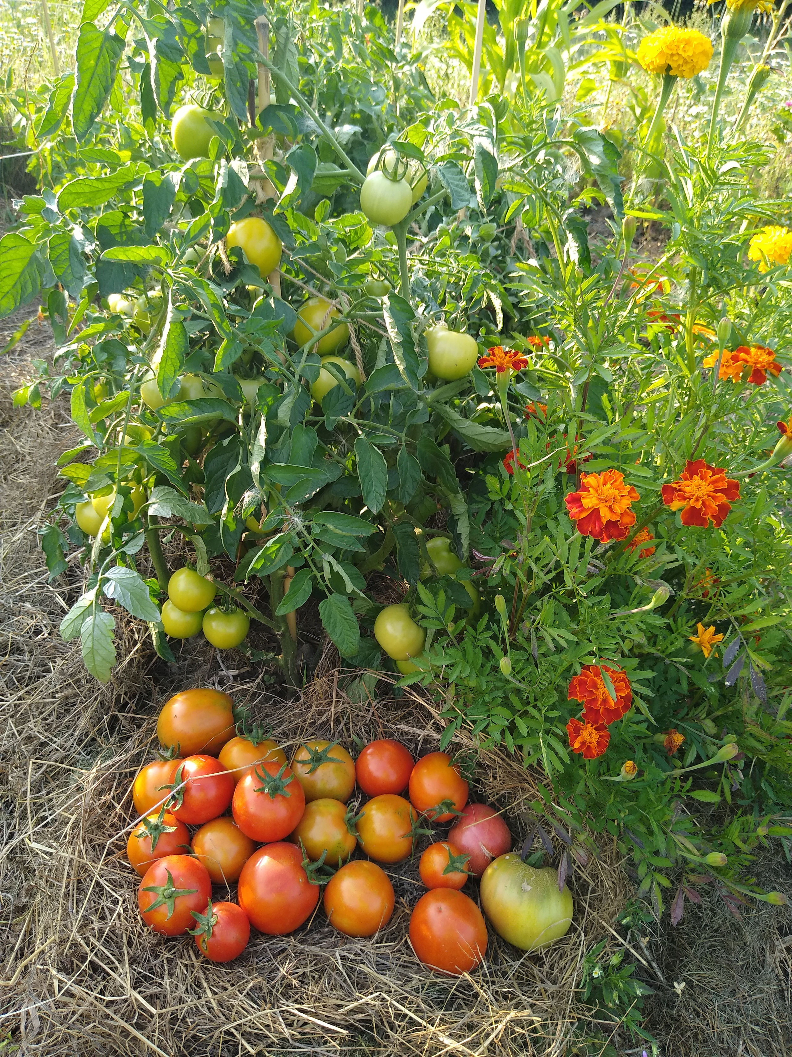 July. Kiki-Niki-Cha! Learn, play, and discover with us!