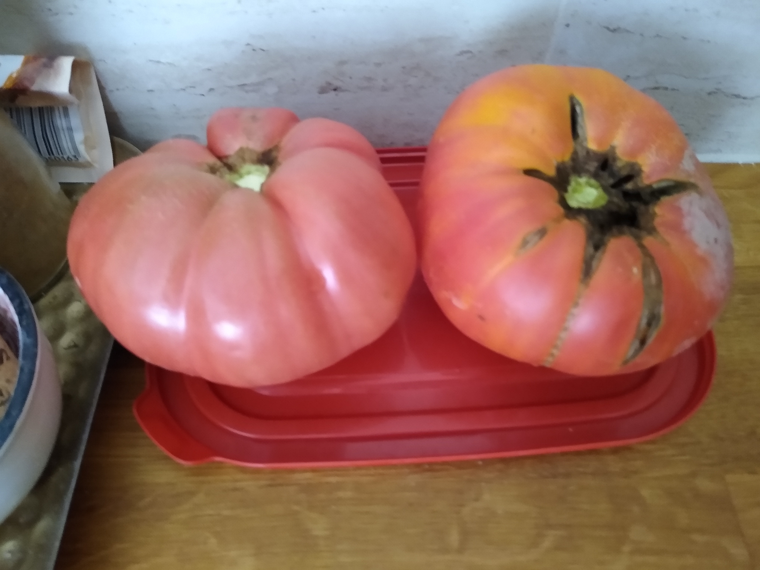 July. Kiki-Niki-Cha! Learn, play, and discover with us!