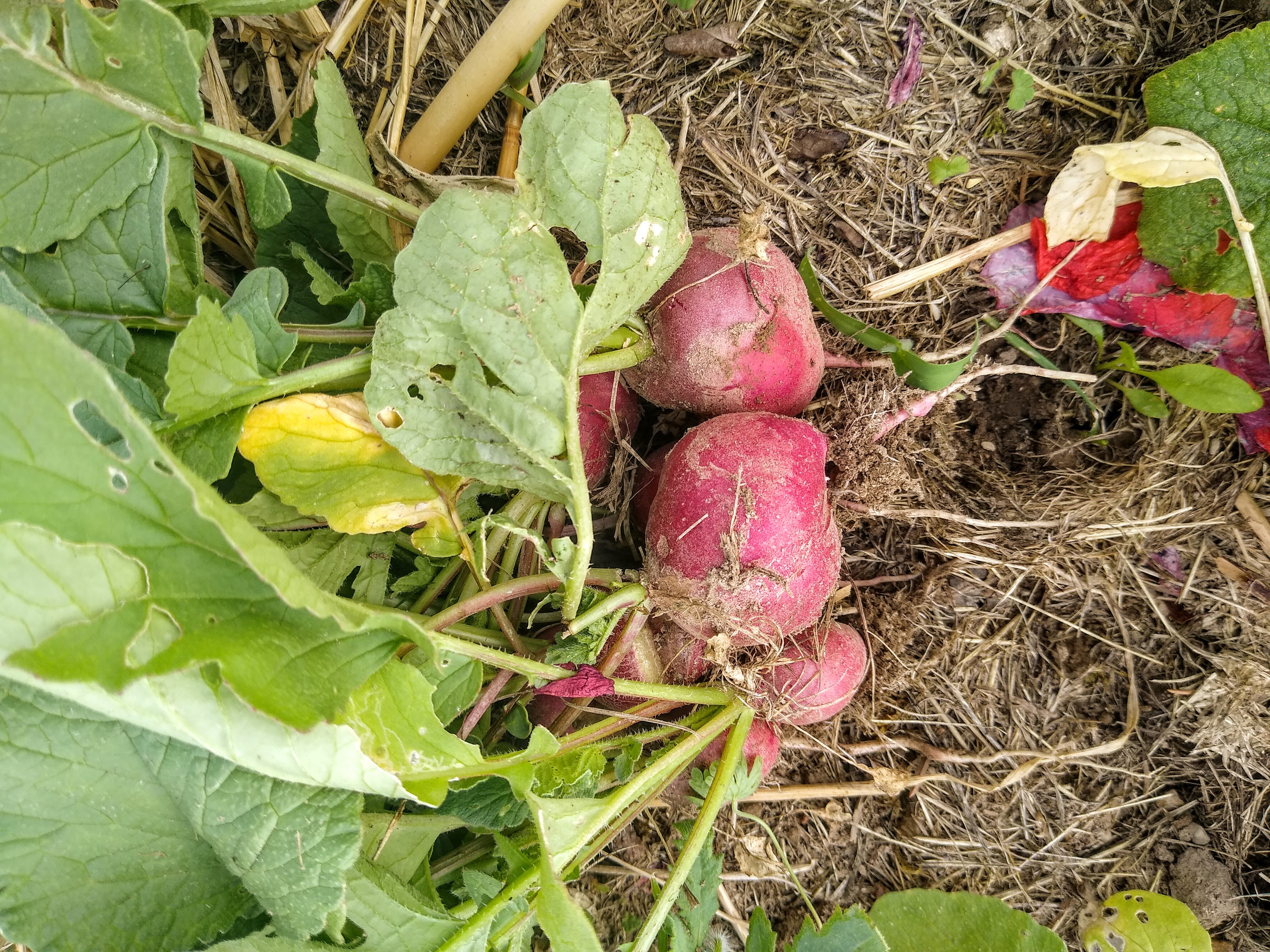 June. Kiki-Niki-Cha! Learn, play, and discover with us!