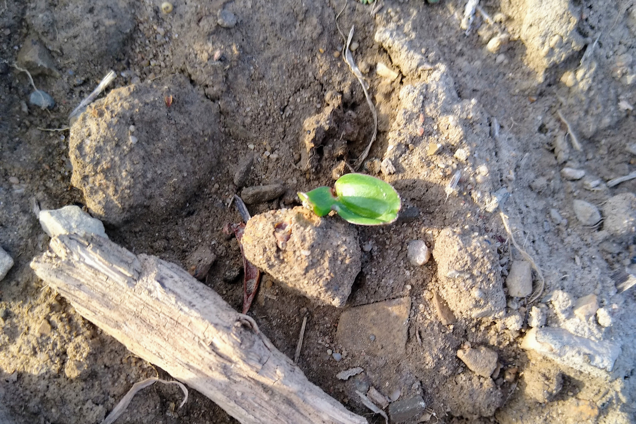 April. Kiki-Niki-Cha! Learn, play, and discover with us!