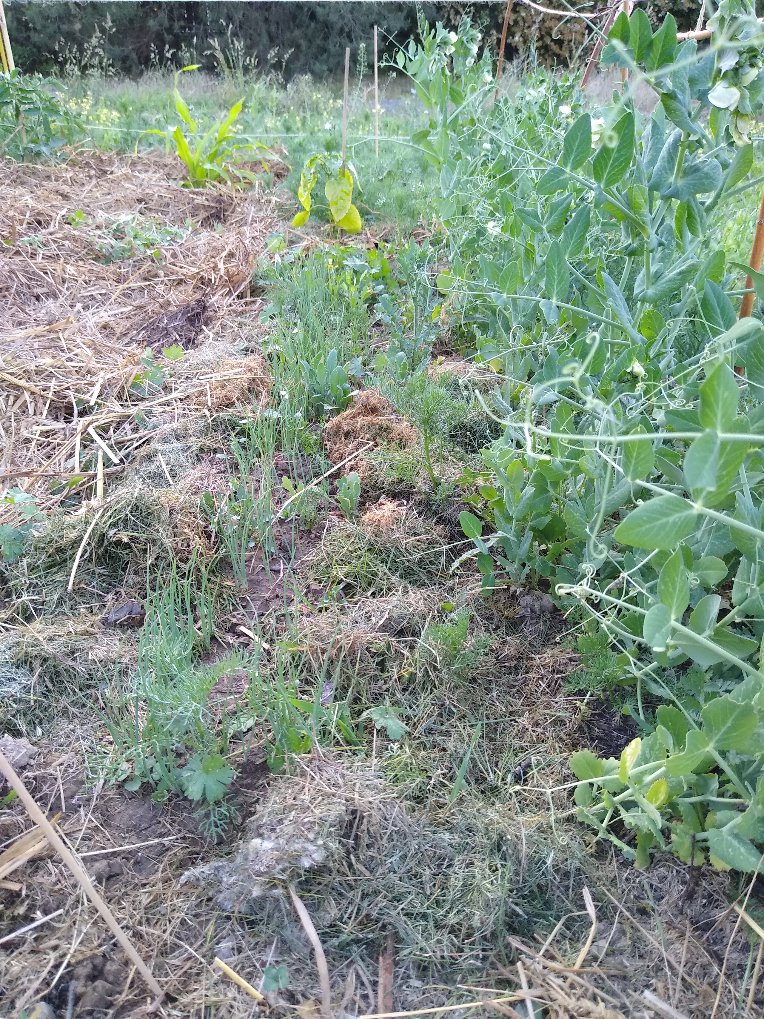 June. Kiki-Niki-Cha! Learn, play, and discover with us!