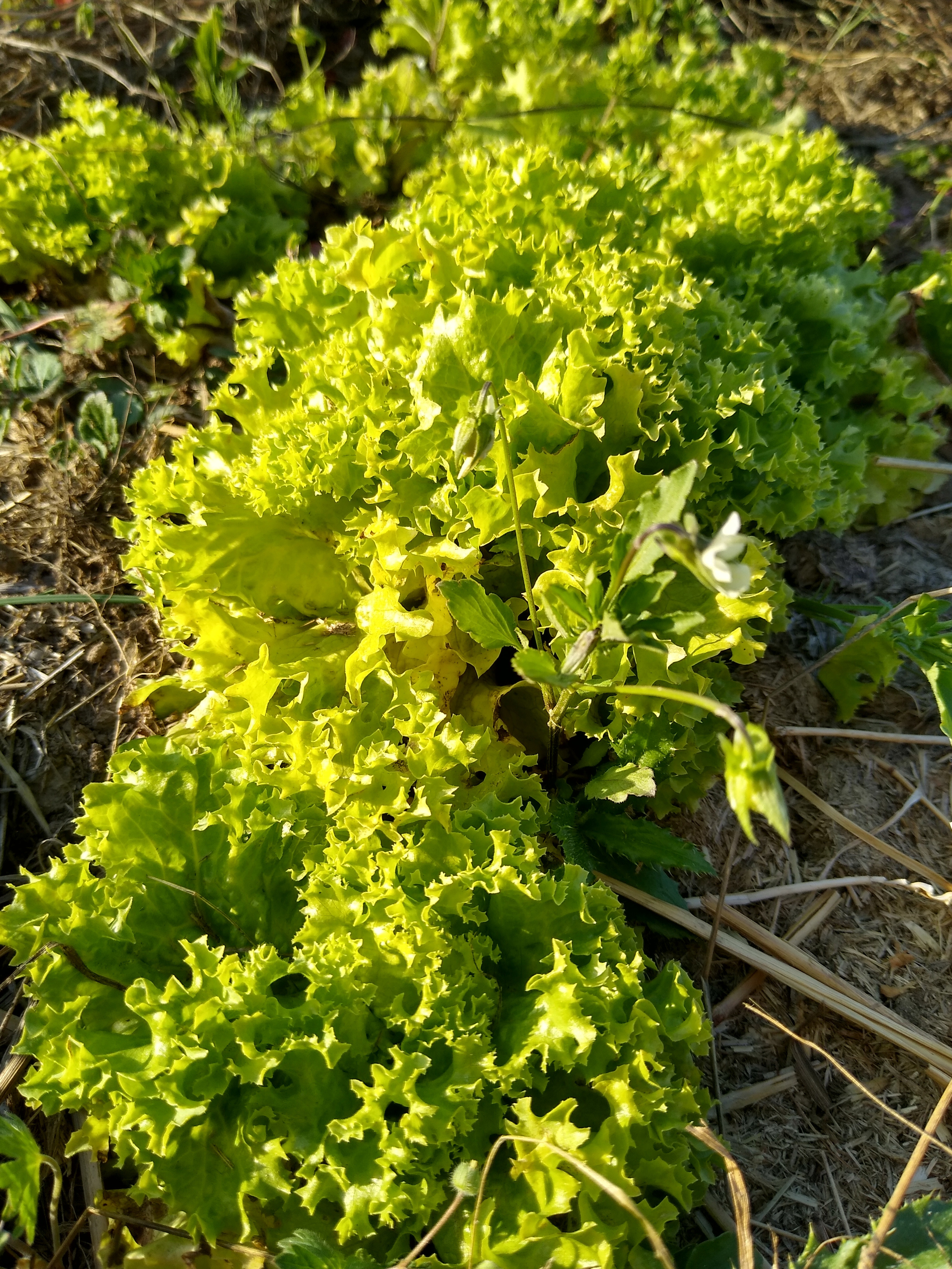 June. Kiki-Niki-Cha! Learn, play, and discover with us!