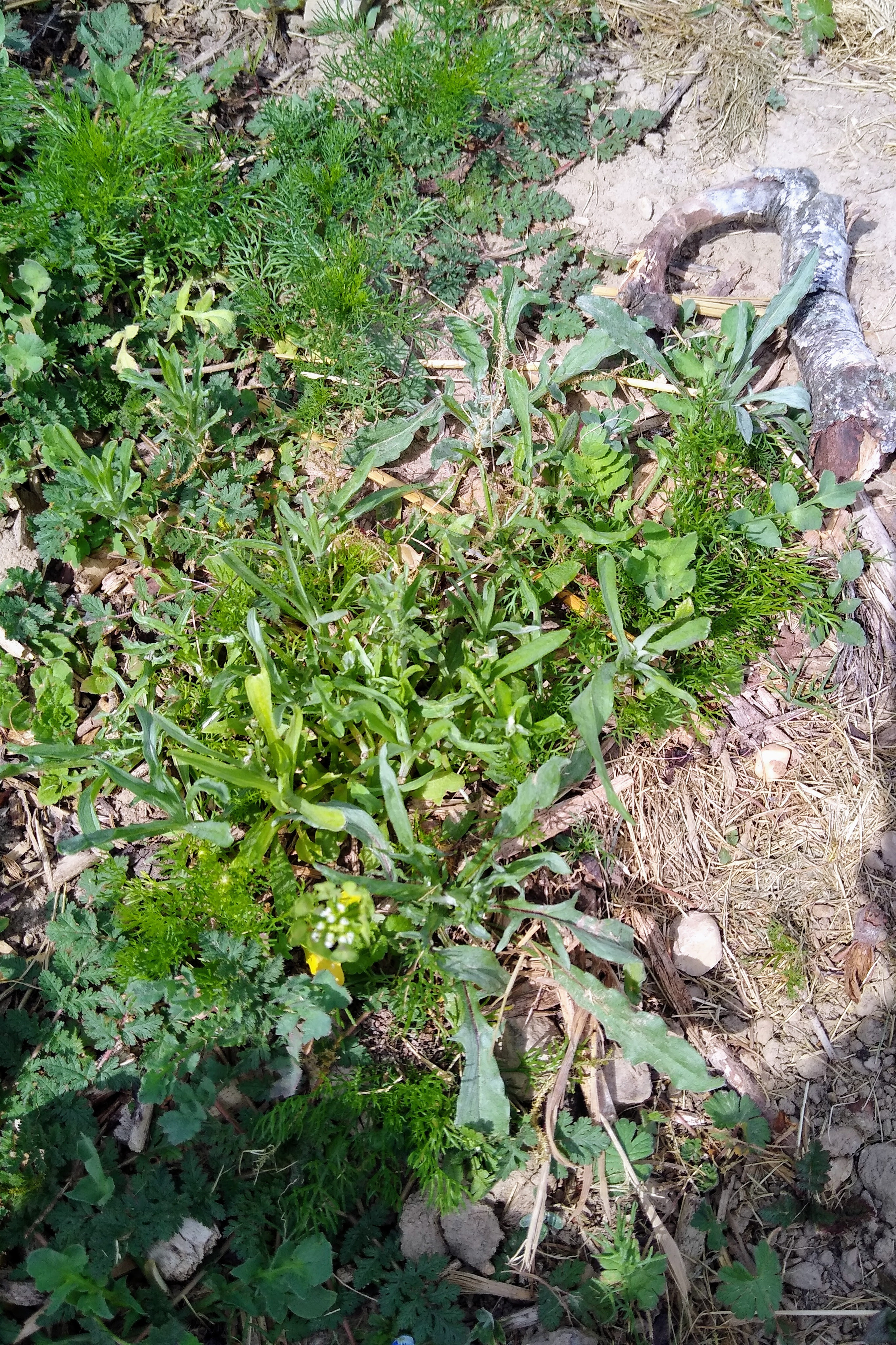 May. Kiki-Niki-Cha! Learn, play, and discover with us!