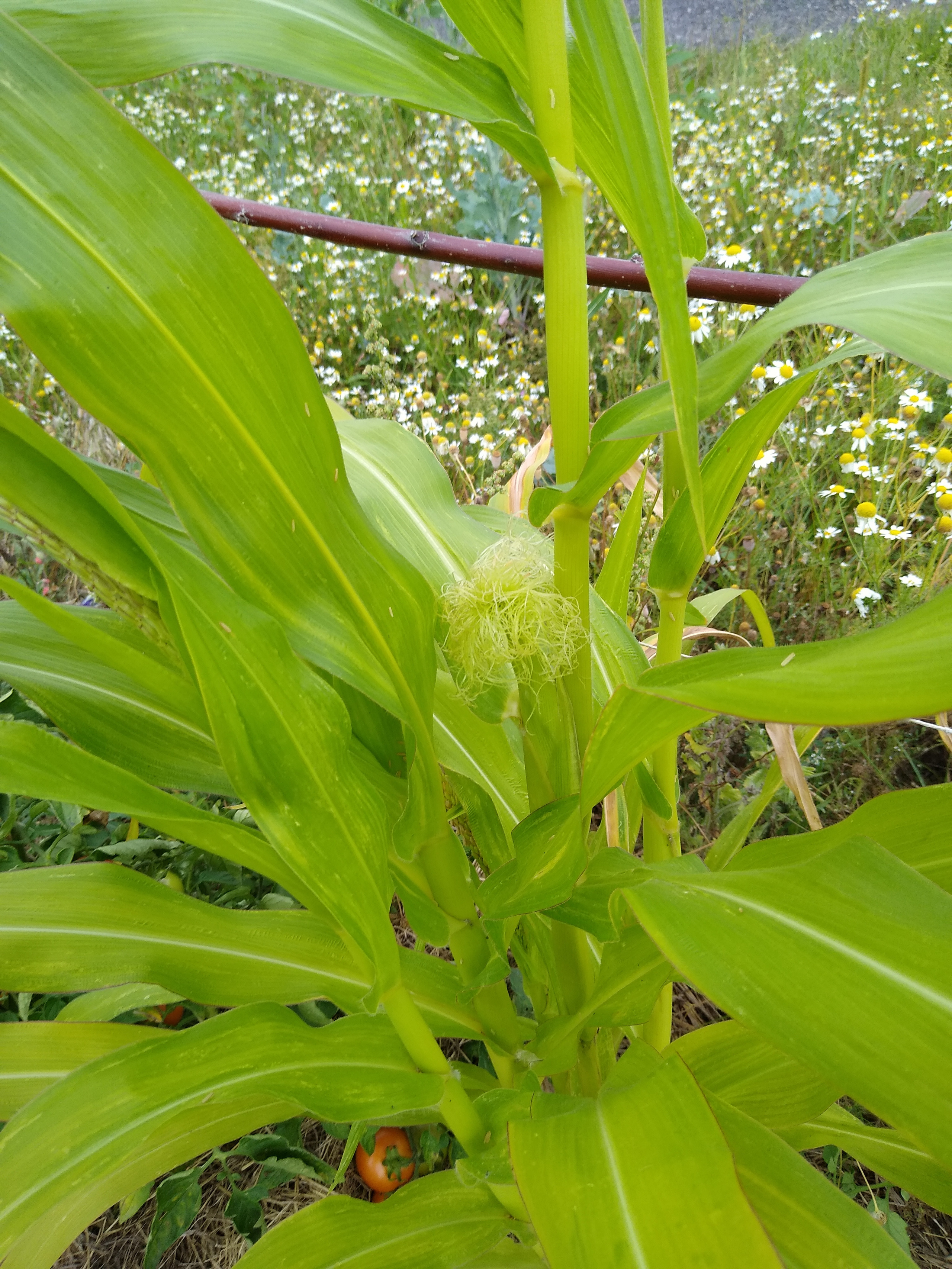 July. Kiki-Niki-Cha! Learn, play, and discover with us!