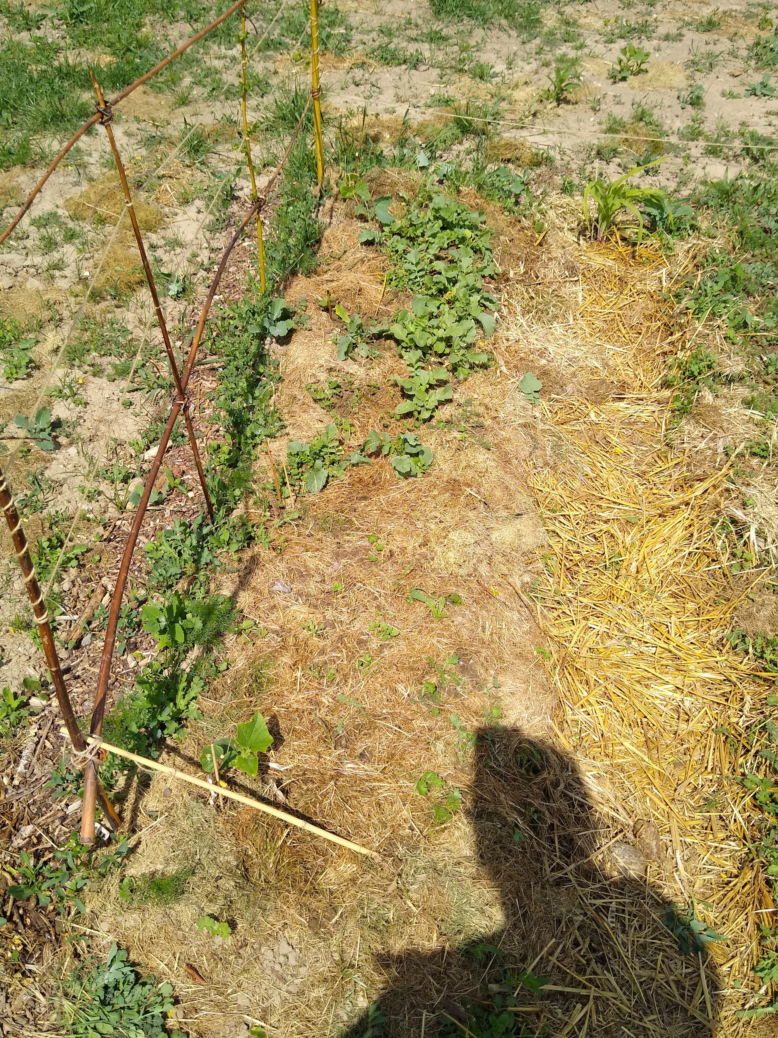 May. Kiki-Niki-Cha! Learn, play, and discover with us!