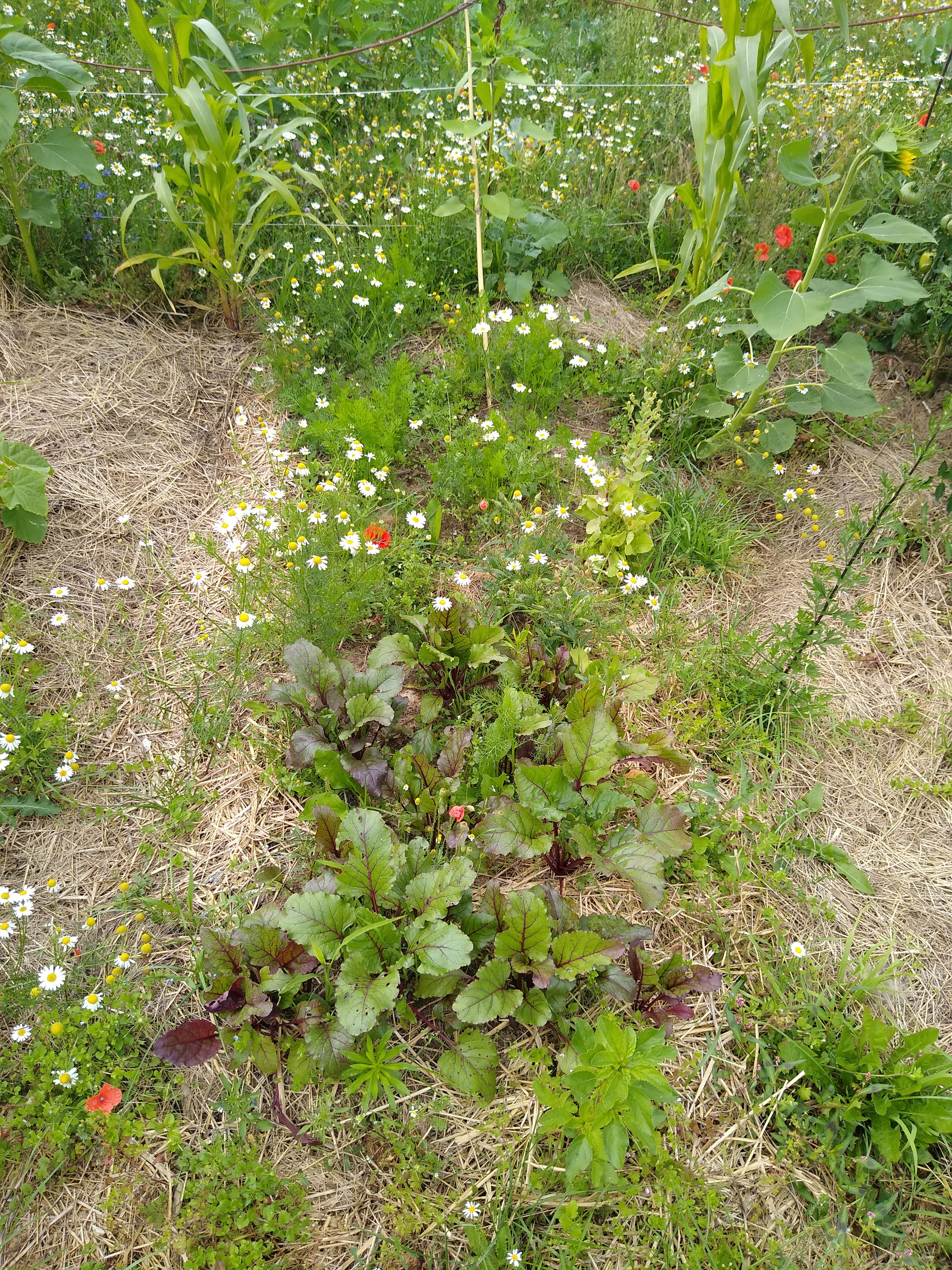 July. Kiki-Niki-Cha! Learn, play, and discover with us!