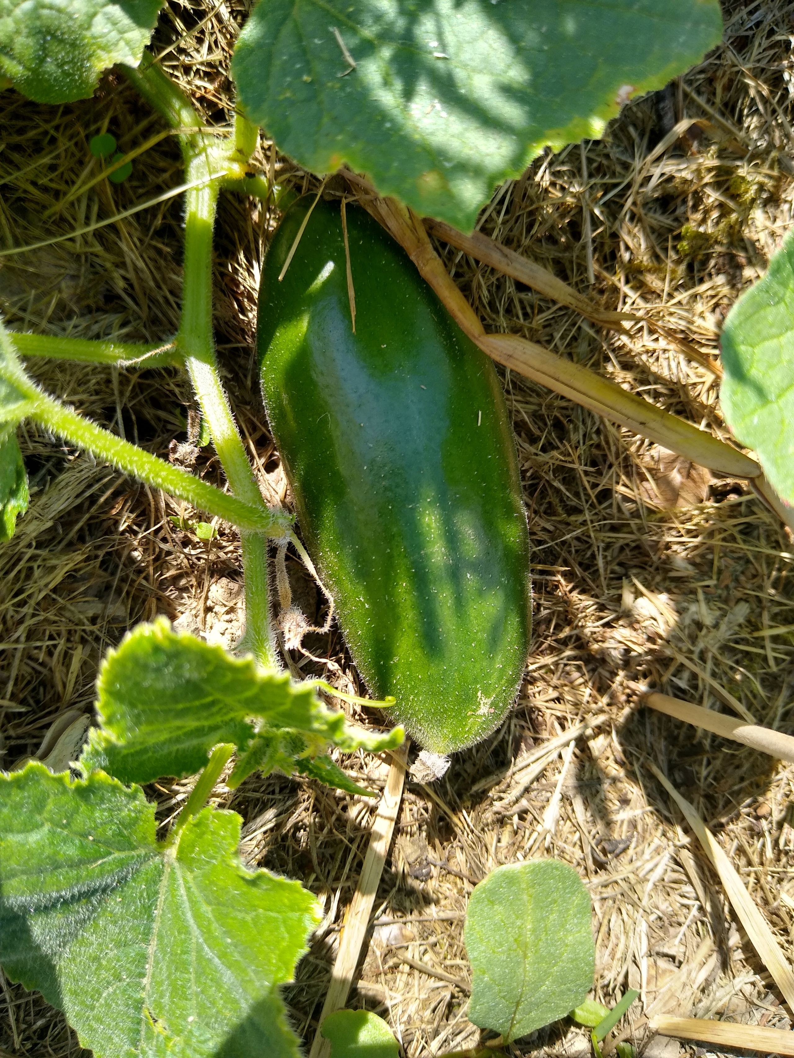 June. Kiki-Niki-Cha! Learn, play, and discover with us!