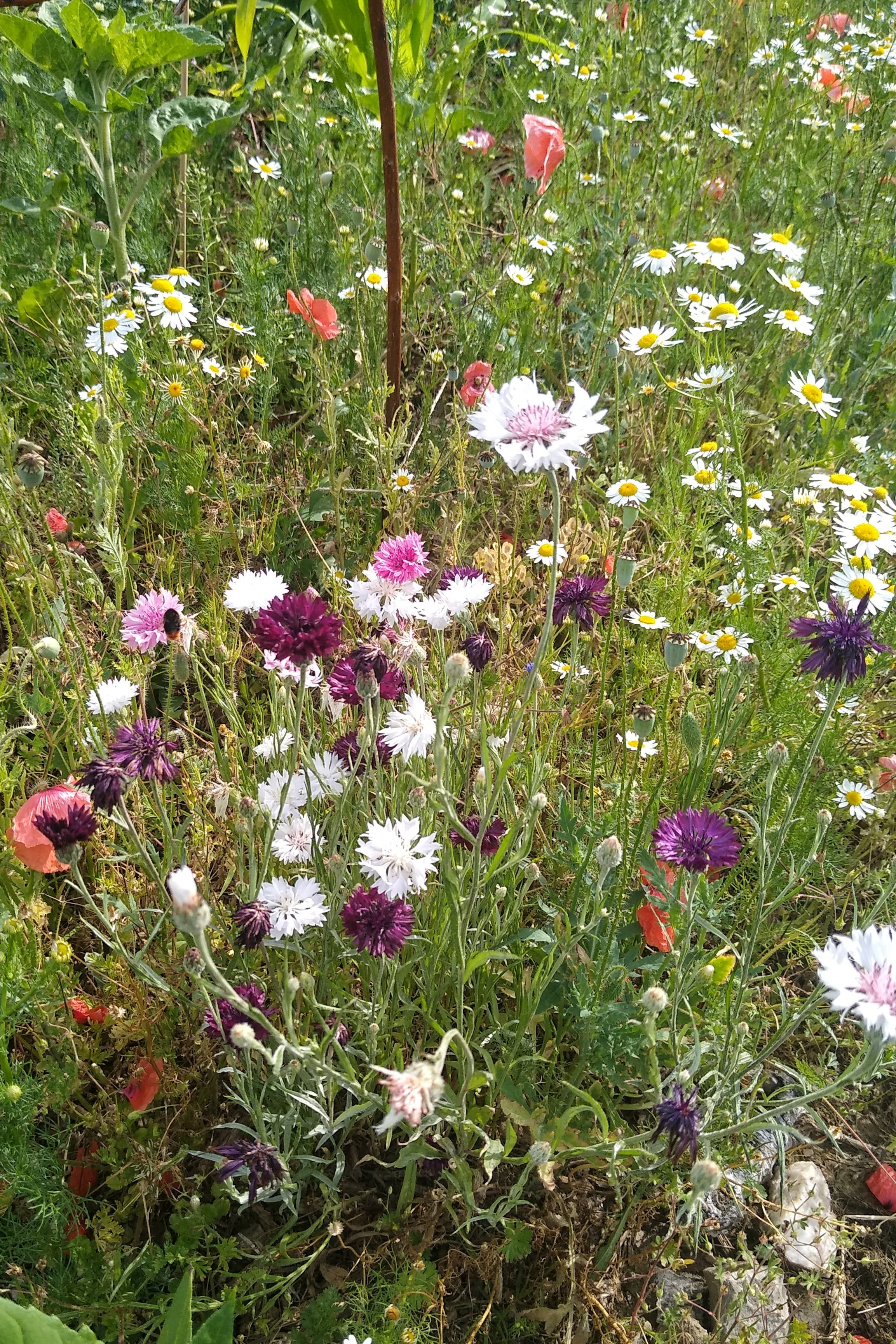 June. Kiki-Niki-Cha! Learn, play, and discover with us!