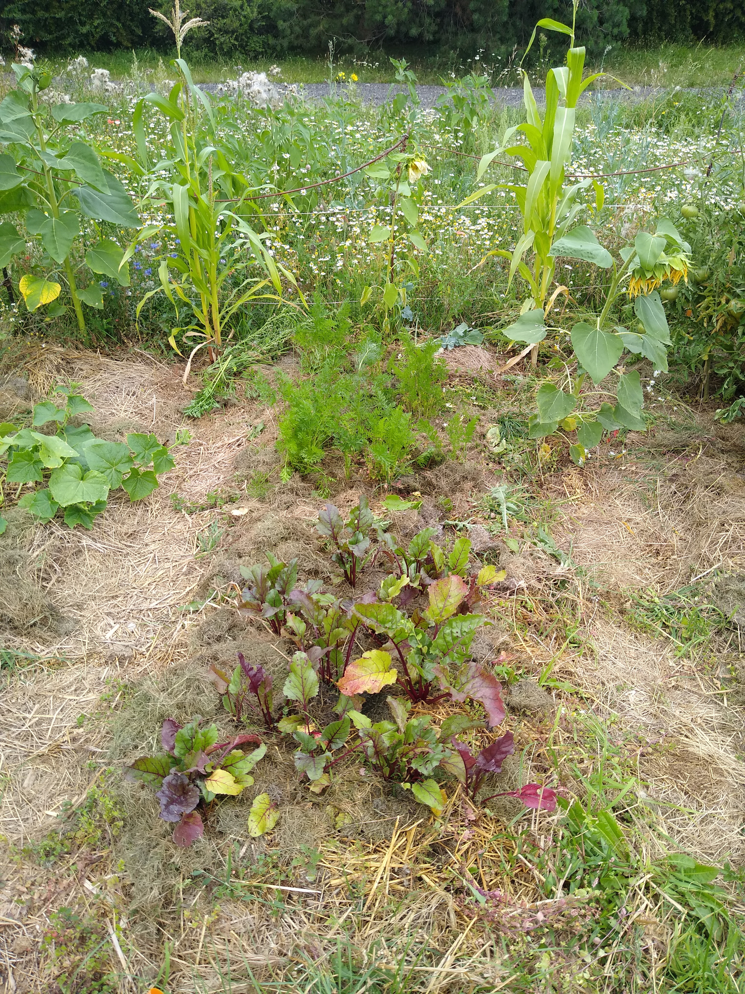 July. Kiki-Niki-Cha! Learn, play, and discover with us!