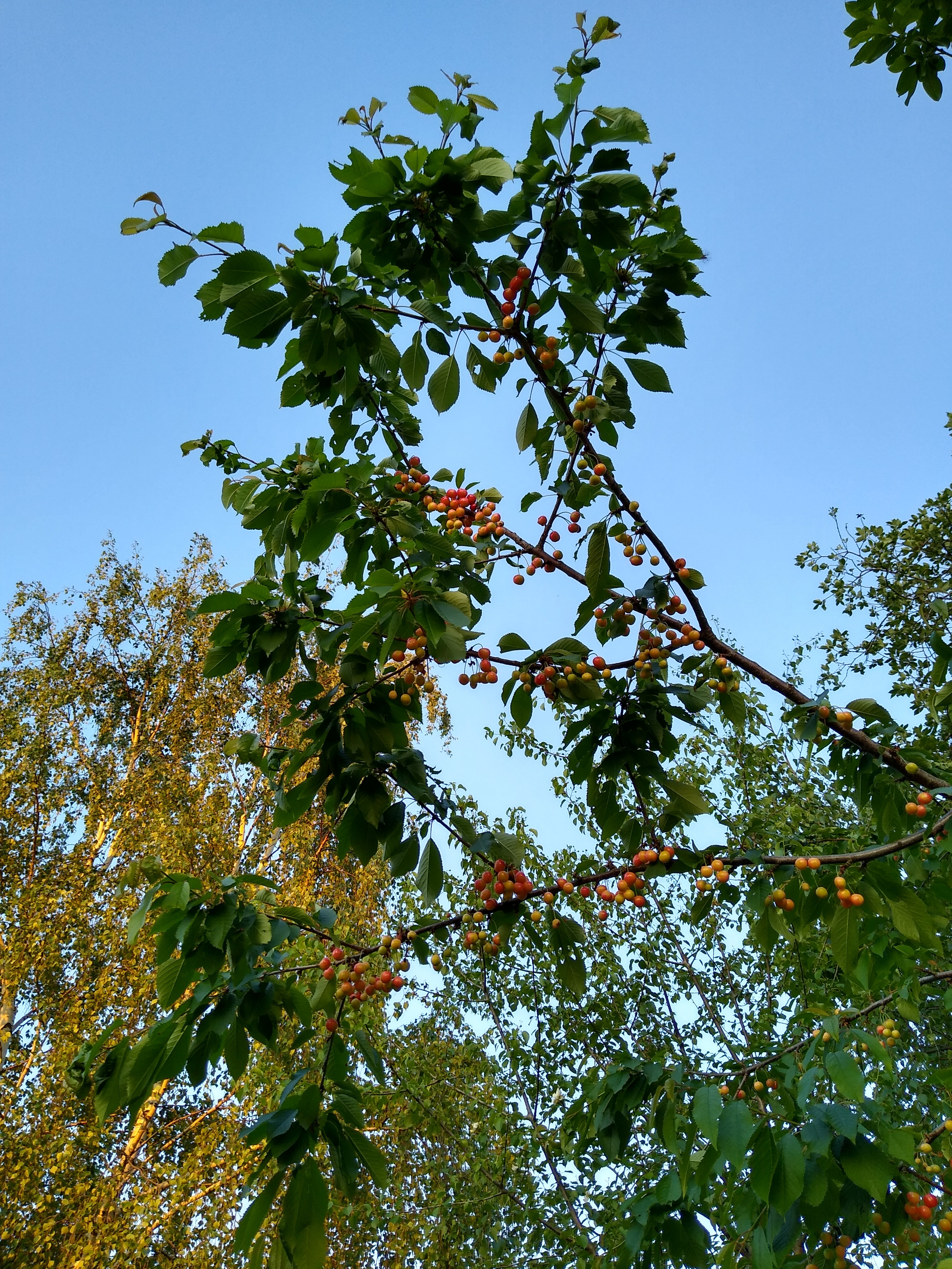 June. Kiki-Niki-Cha! Learn, play, and discover with us!