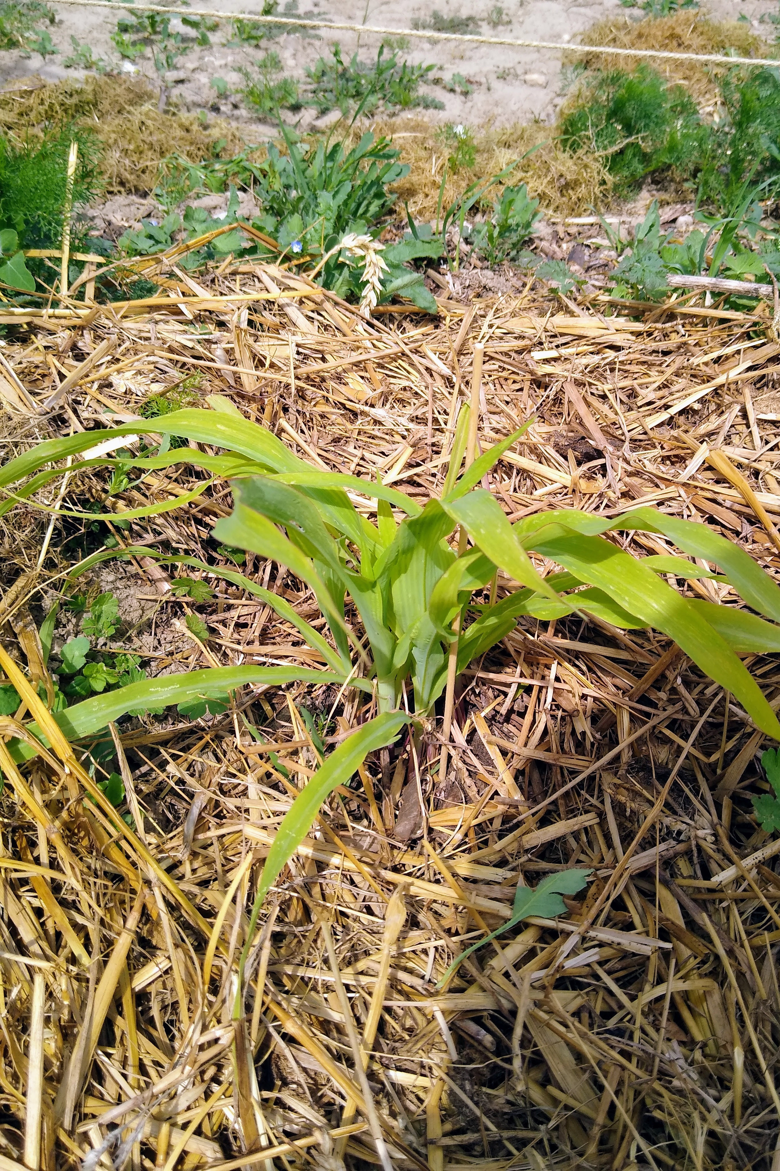 May. Kiki-Niki-Cha! Learn, play, and discover with us!