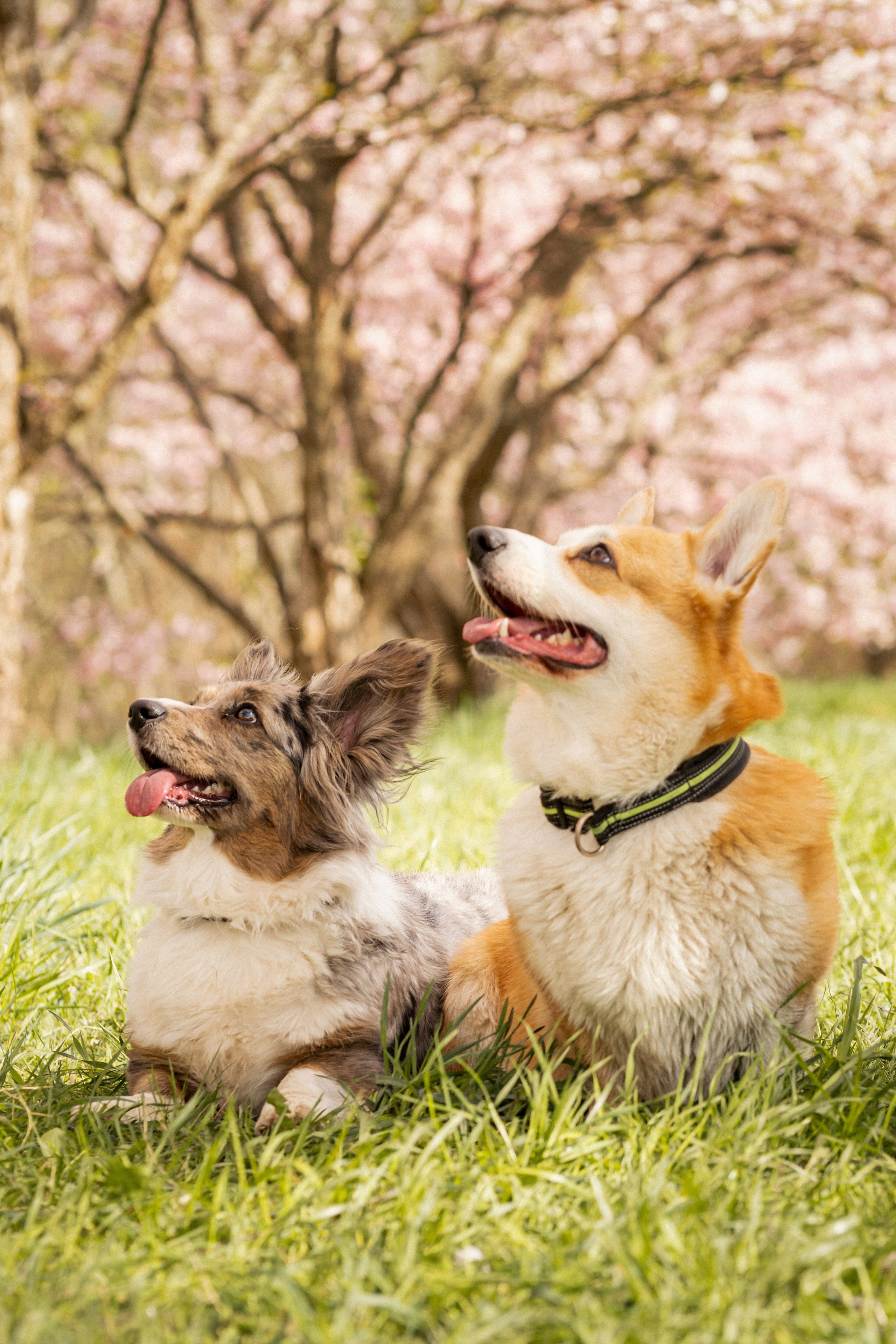 Corgis in Sakura blossom. Kat Laisaar — Pet photographer in Tallinn