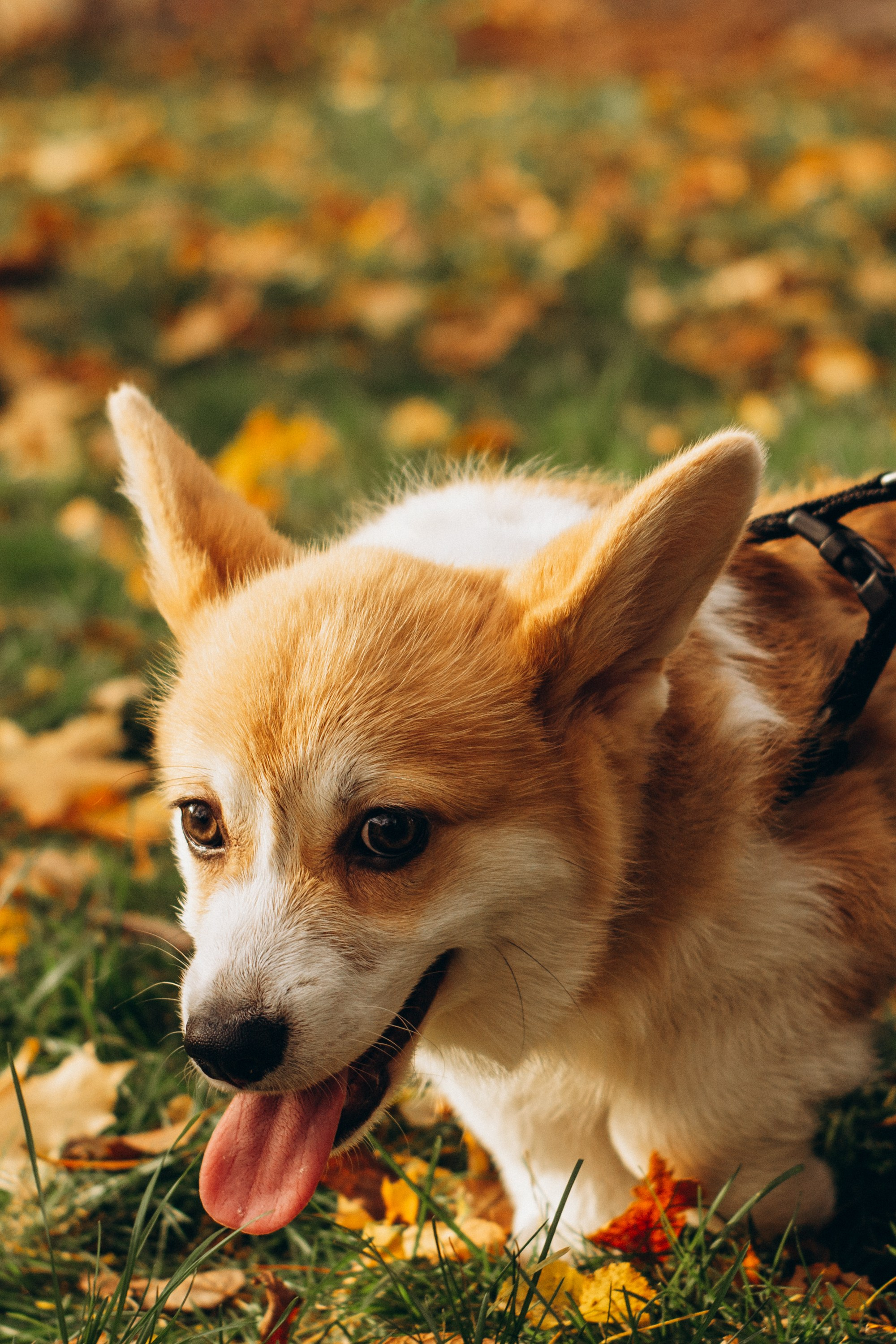 Corgi party, october. Kat Laisaar — Pet photographer in Tallinn