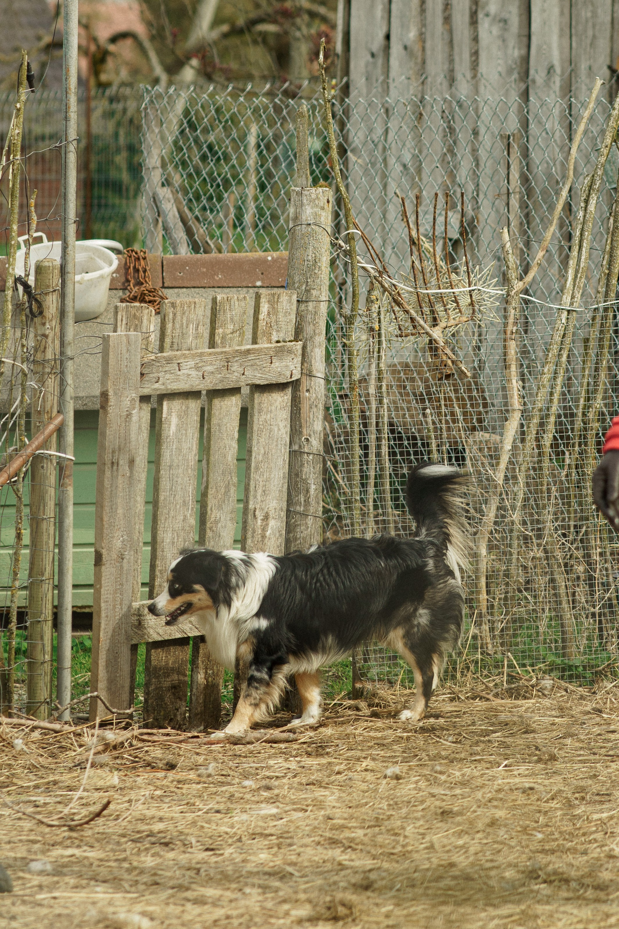 Herding Days, 26 apr. 2025. Kat Laisaar — Pet photographer in Tallinn