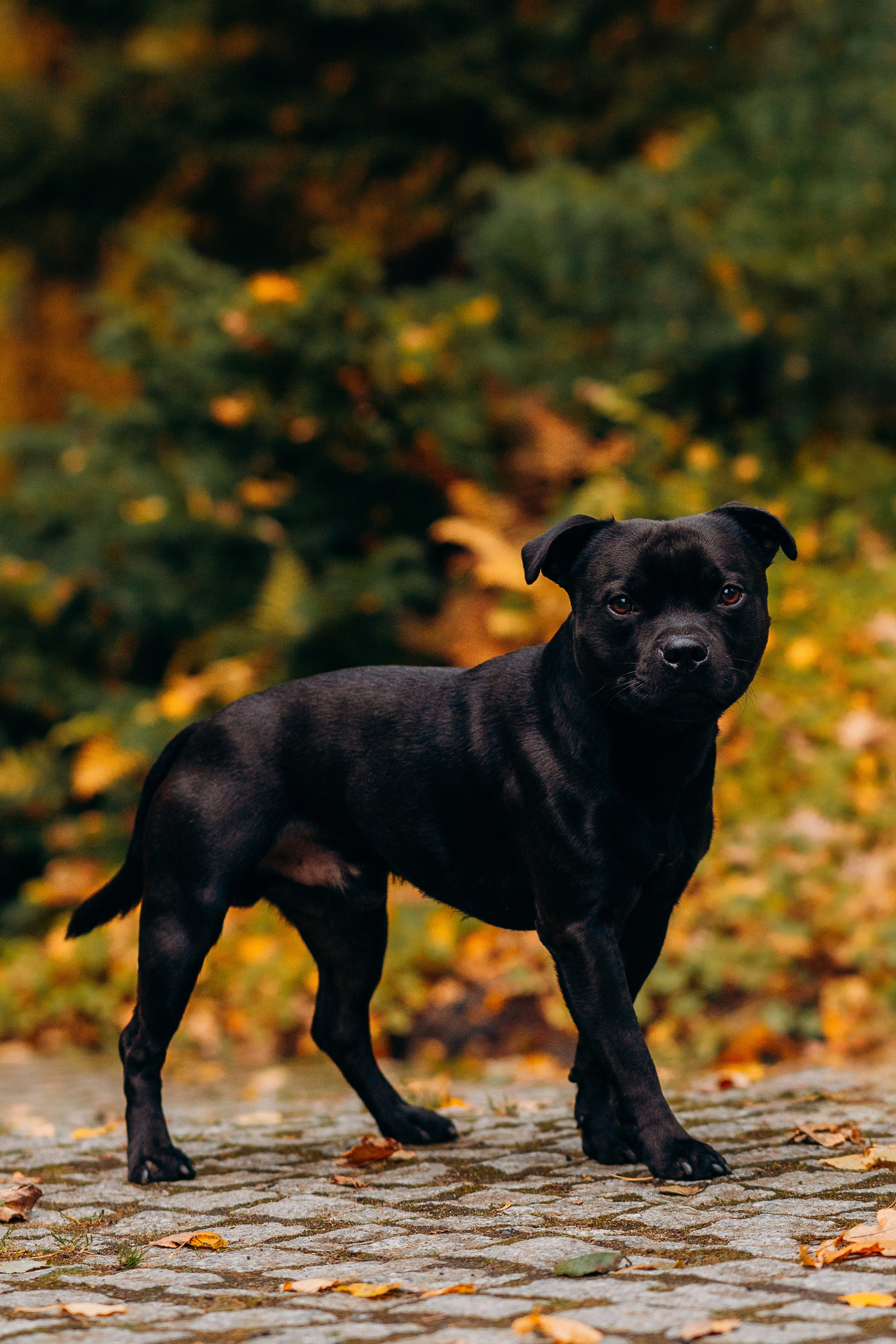 Staffordshire Bull Terriers Meetup. Kat Laisaar — Pet photographer in Tallinn
