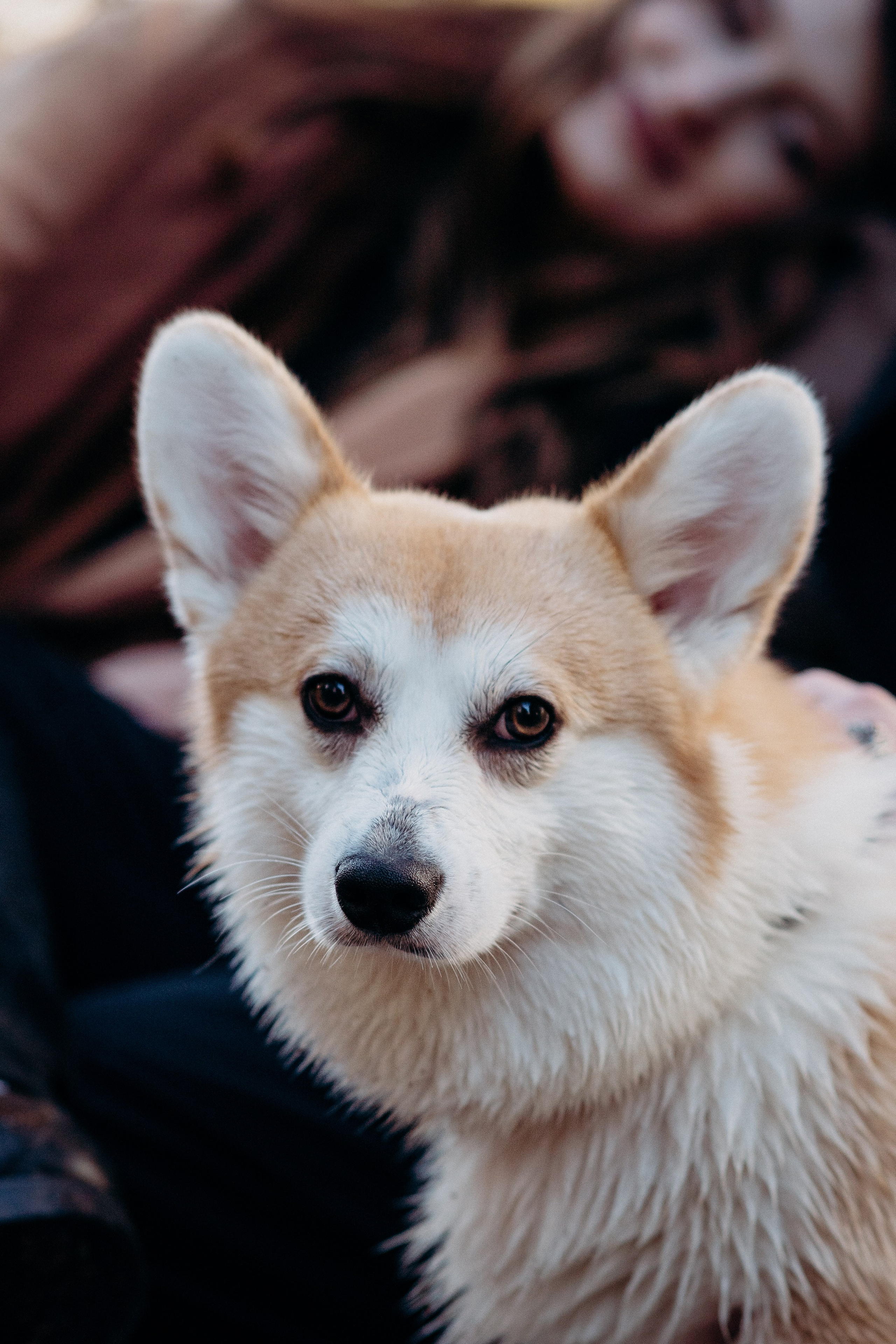 Liisa, Alexander & Marsel. Фотограф-анималист в Таллинне, Катя Лайсаар