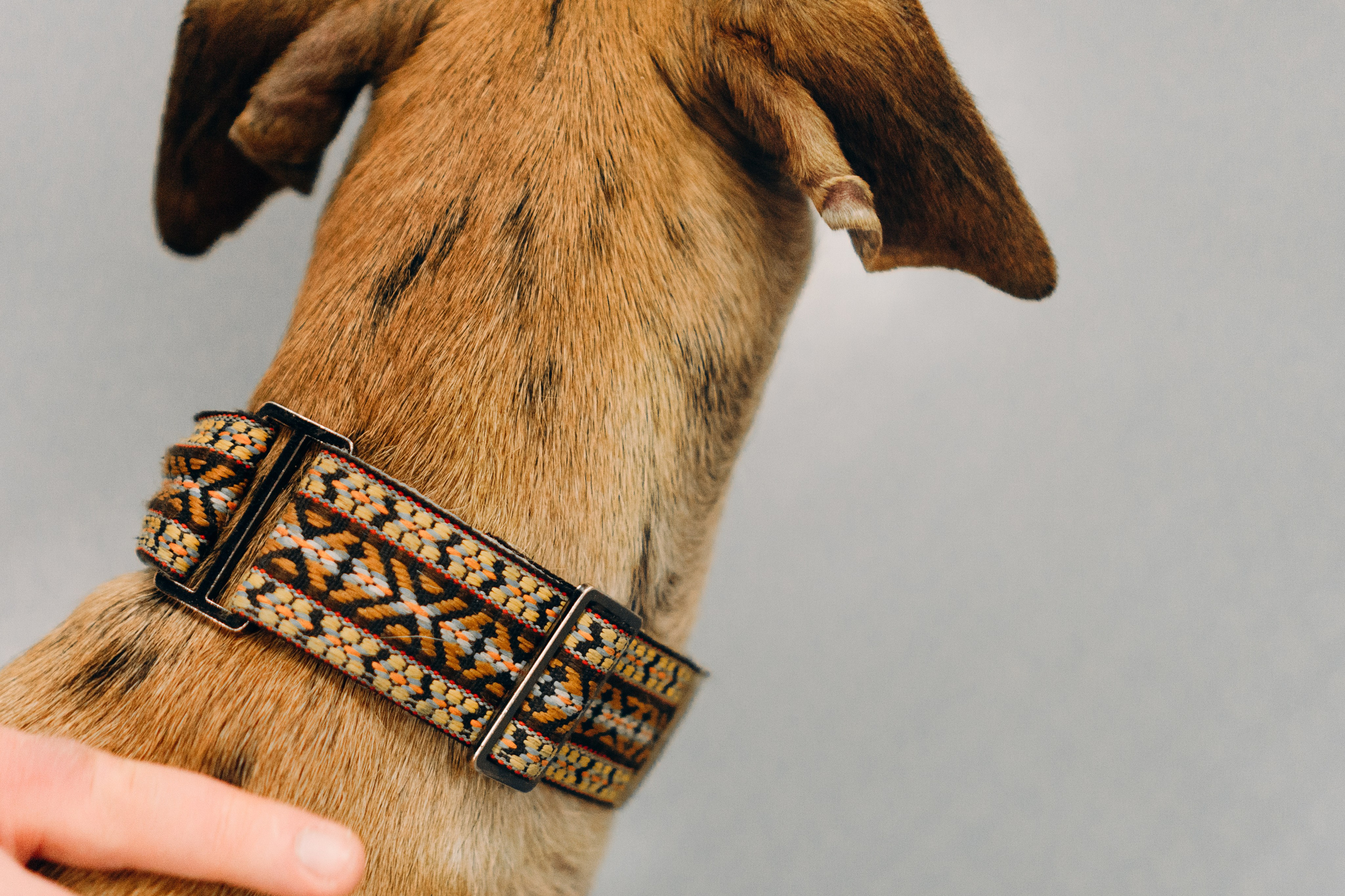 GalgoTreff / PetCity Rannamõisa, 13 apr. 2025. Kat Laisaar — Pet photographer in Tallinn