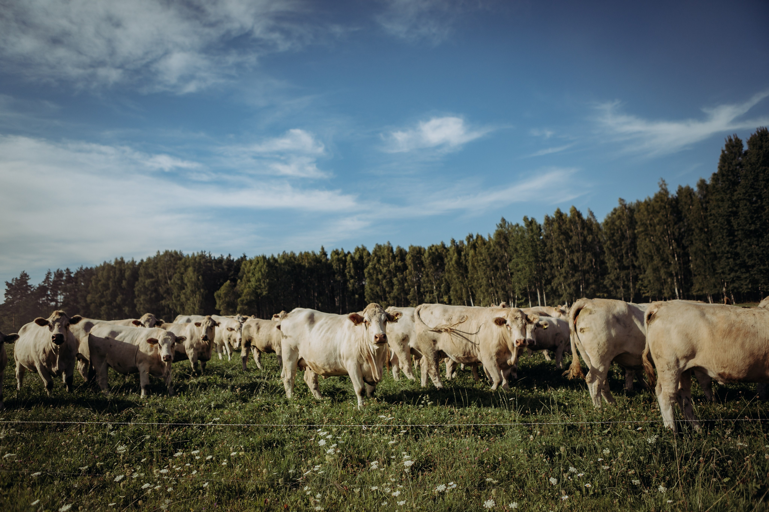 Wedding ceremony Agnese &Aleksandrs. Sandra Garanca Portrait and event photographer