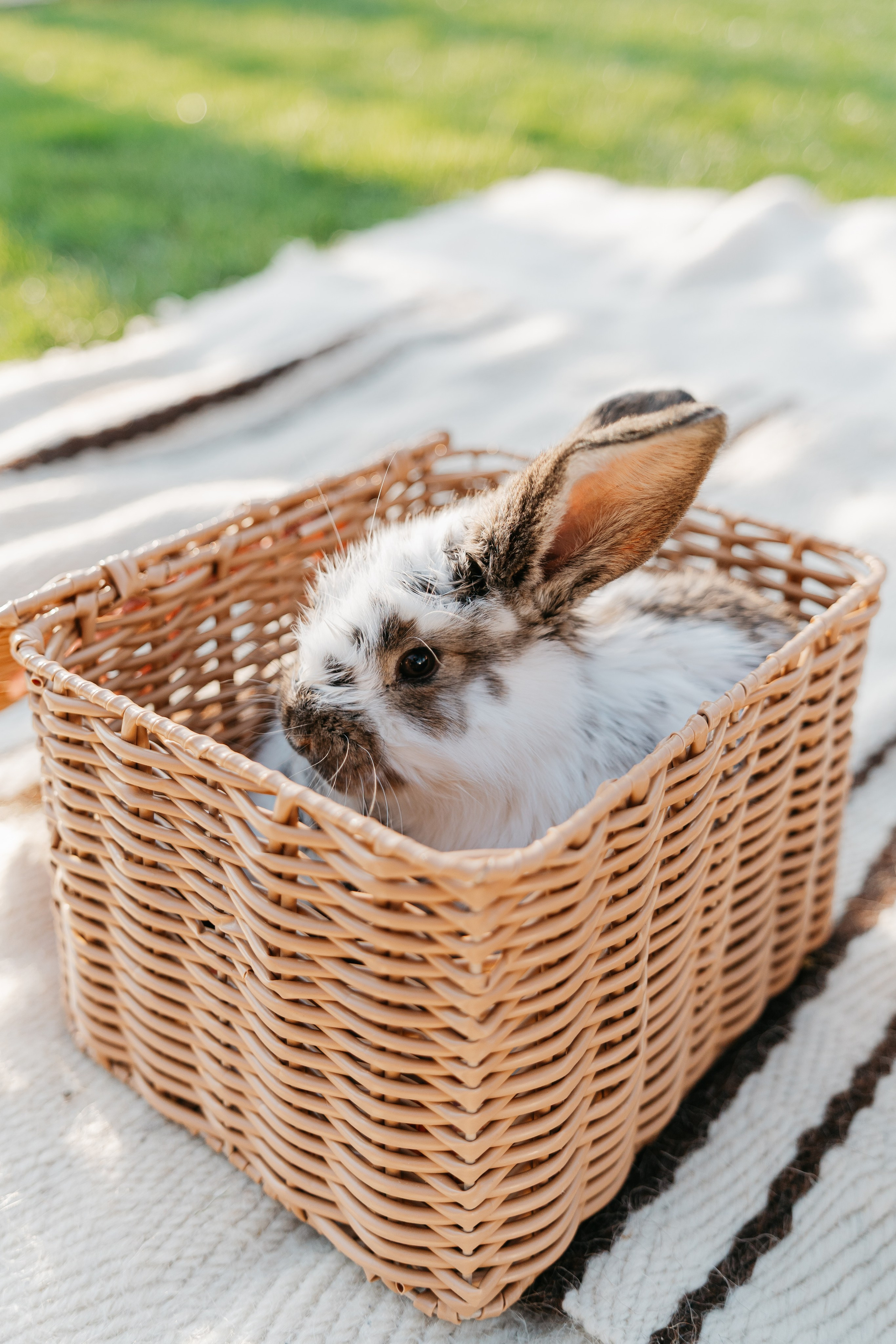 EASTER. Ars Vidi | Digital Solutions