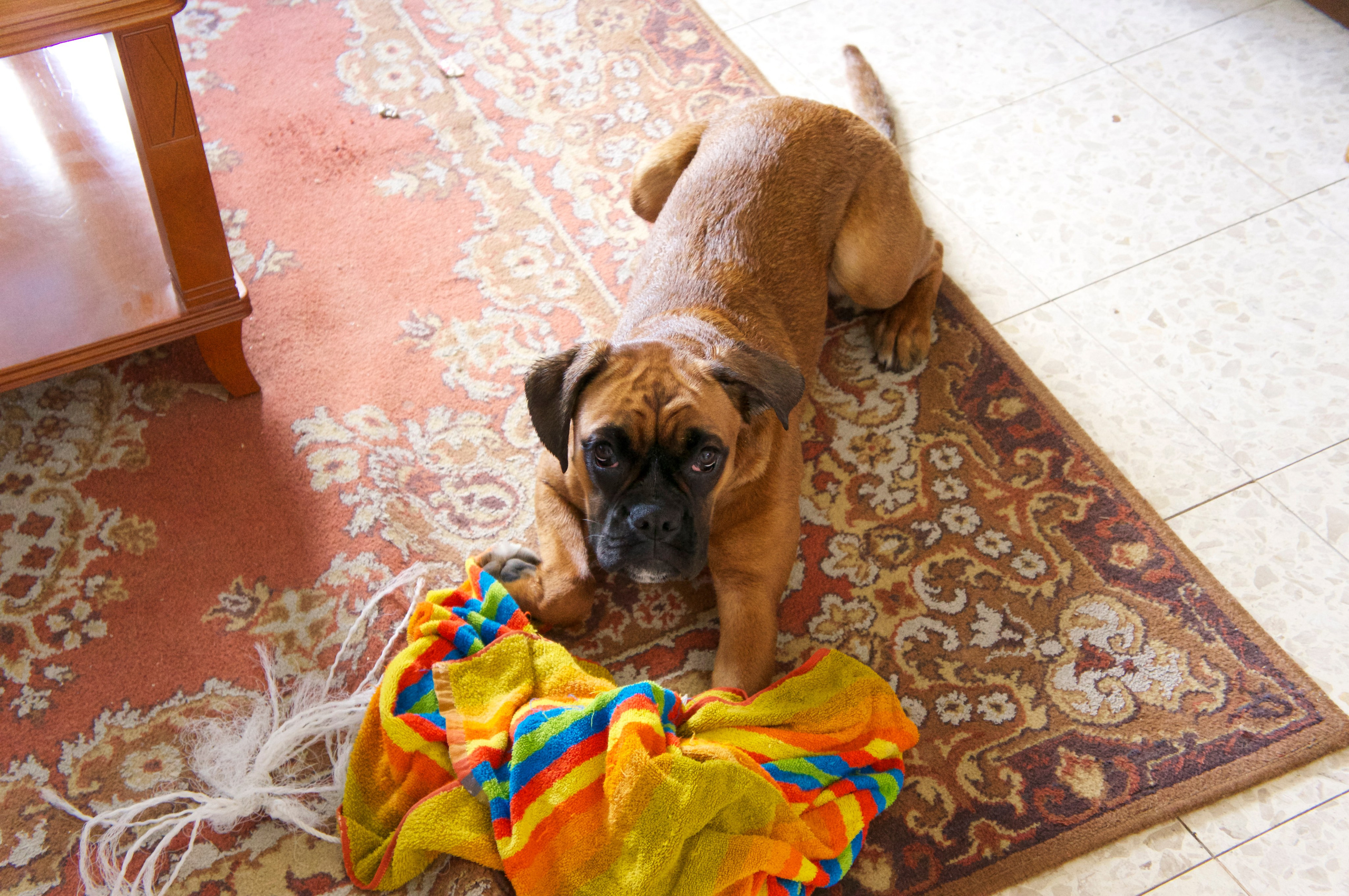 My ״Star״ Boxer Dog