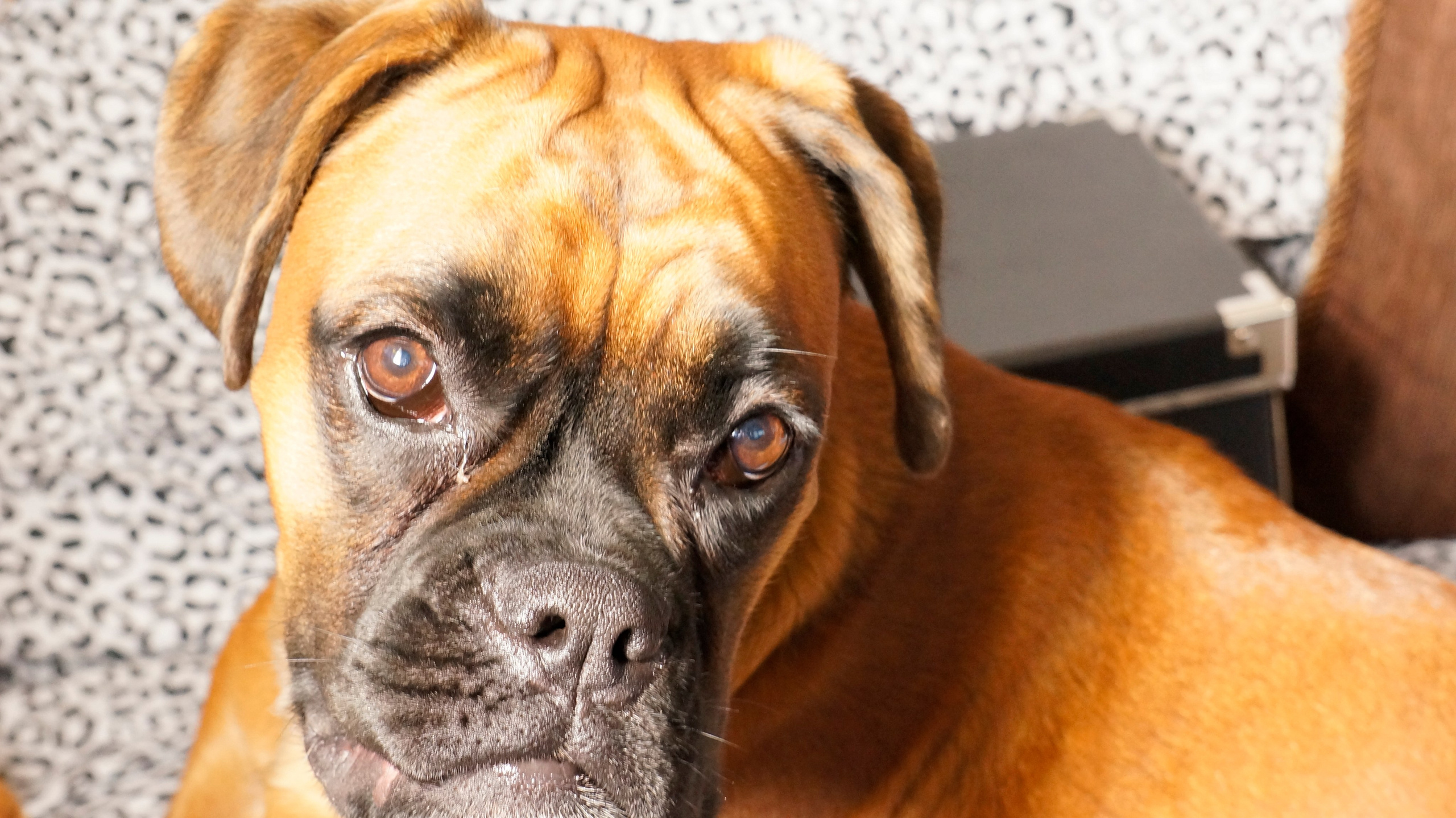 My ״Star״ Boxer Dog