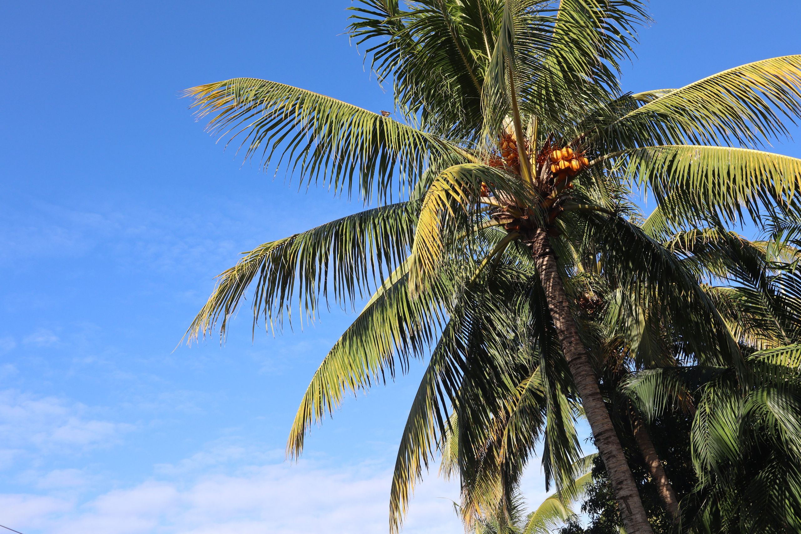 Путешествие на родину птицы додо. Travel photographer Ksenia