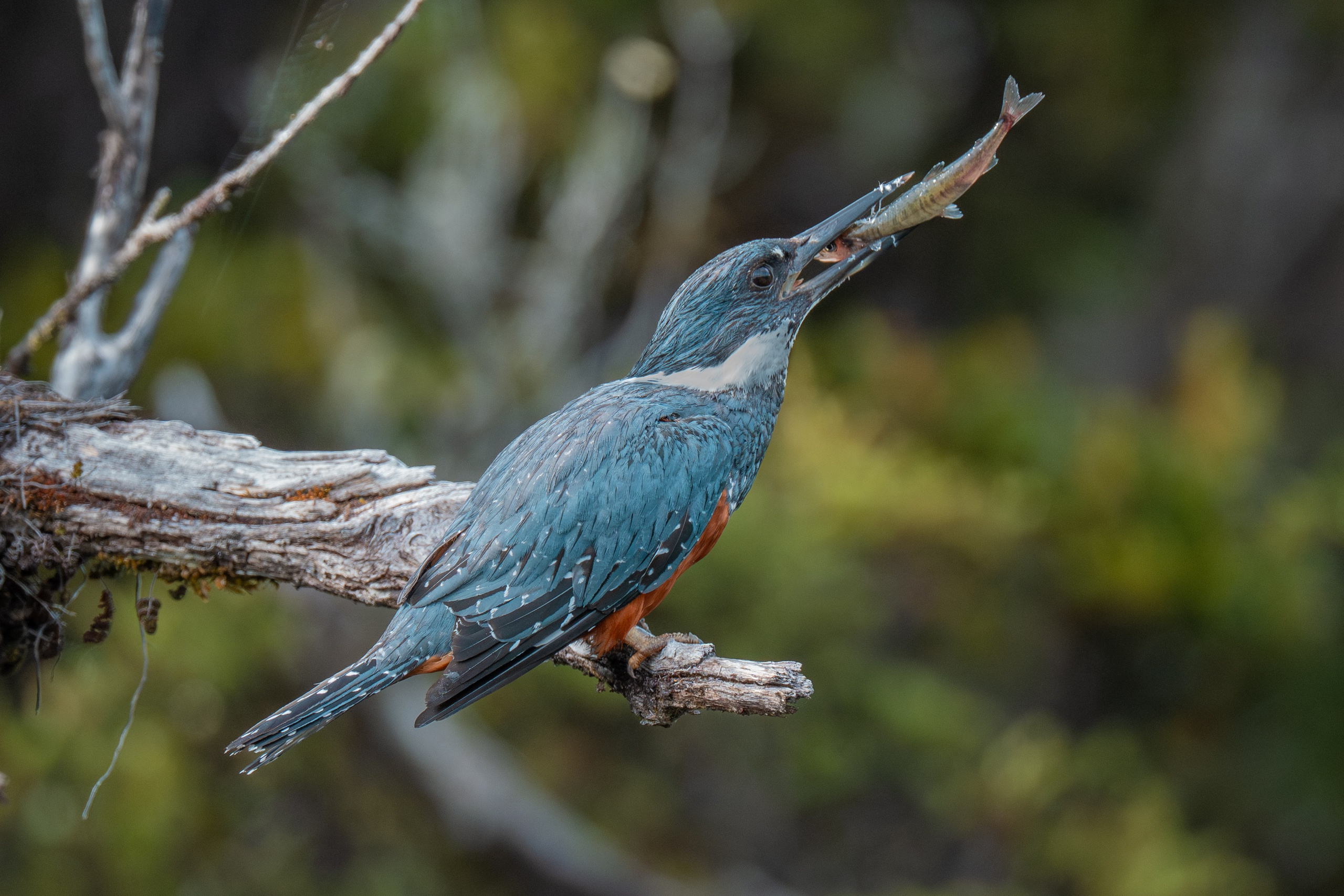 Martín Pescador. Nature photographer Yuri Soria-Galvarro