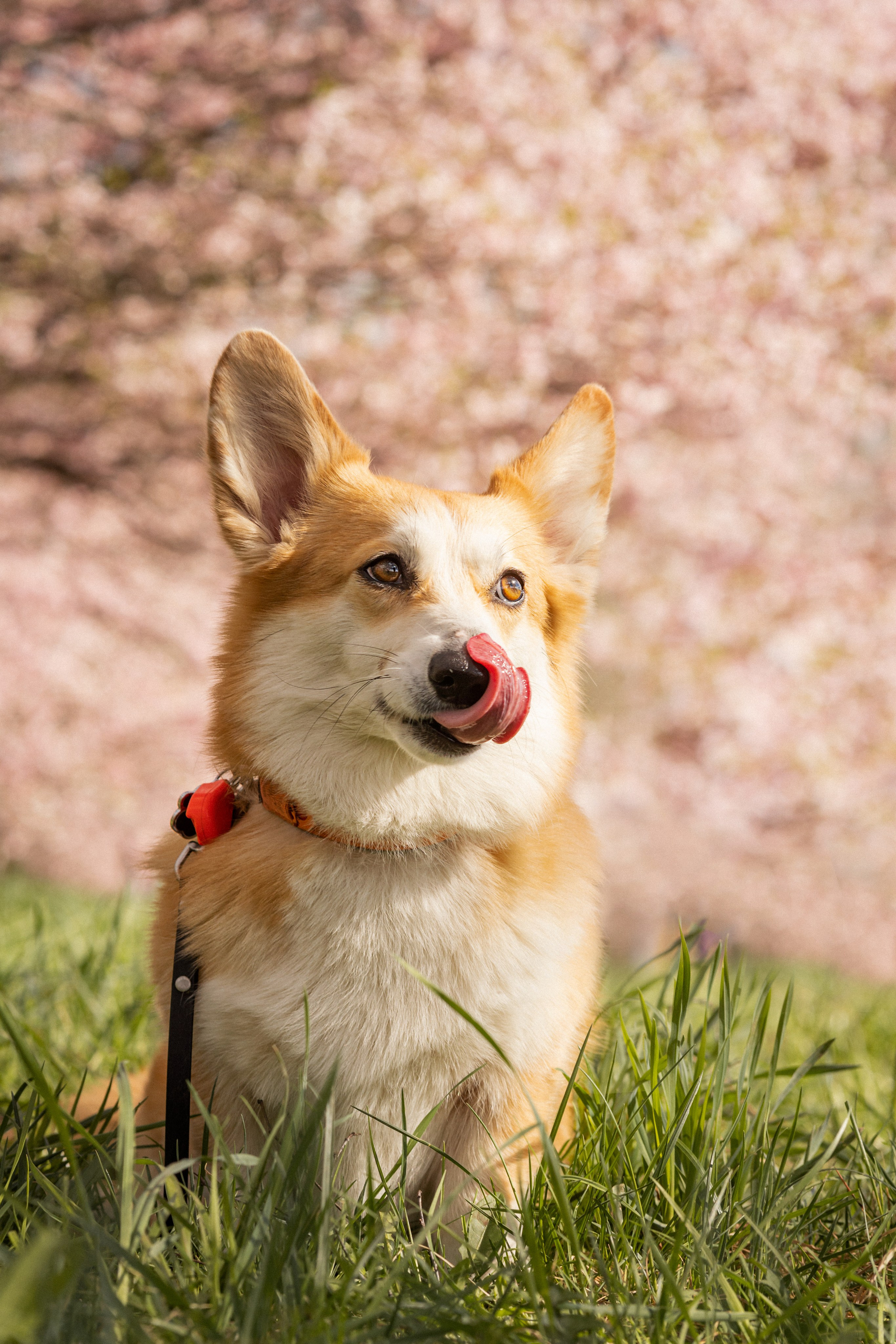 Corgis in Sakura blossom. Kat Laisaar — Pet photographer in Tallinn
