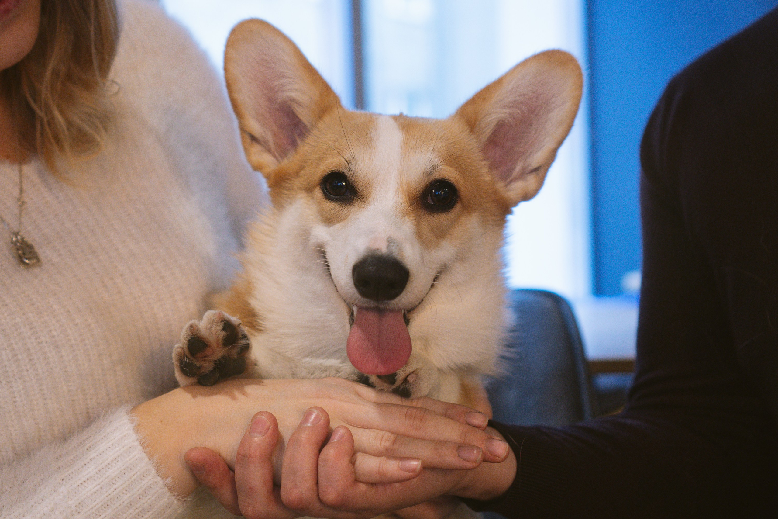 Maarika, Jegor and their Luna, Pembroke Welsh Corgi. Kat Laisaar — Pet photographer in Tallinn