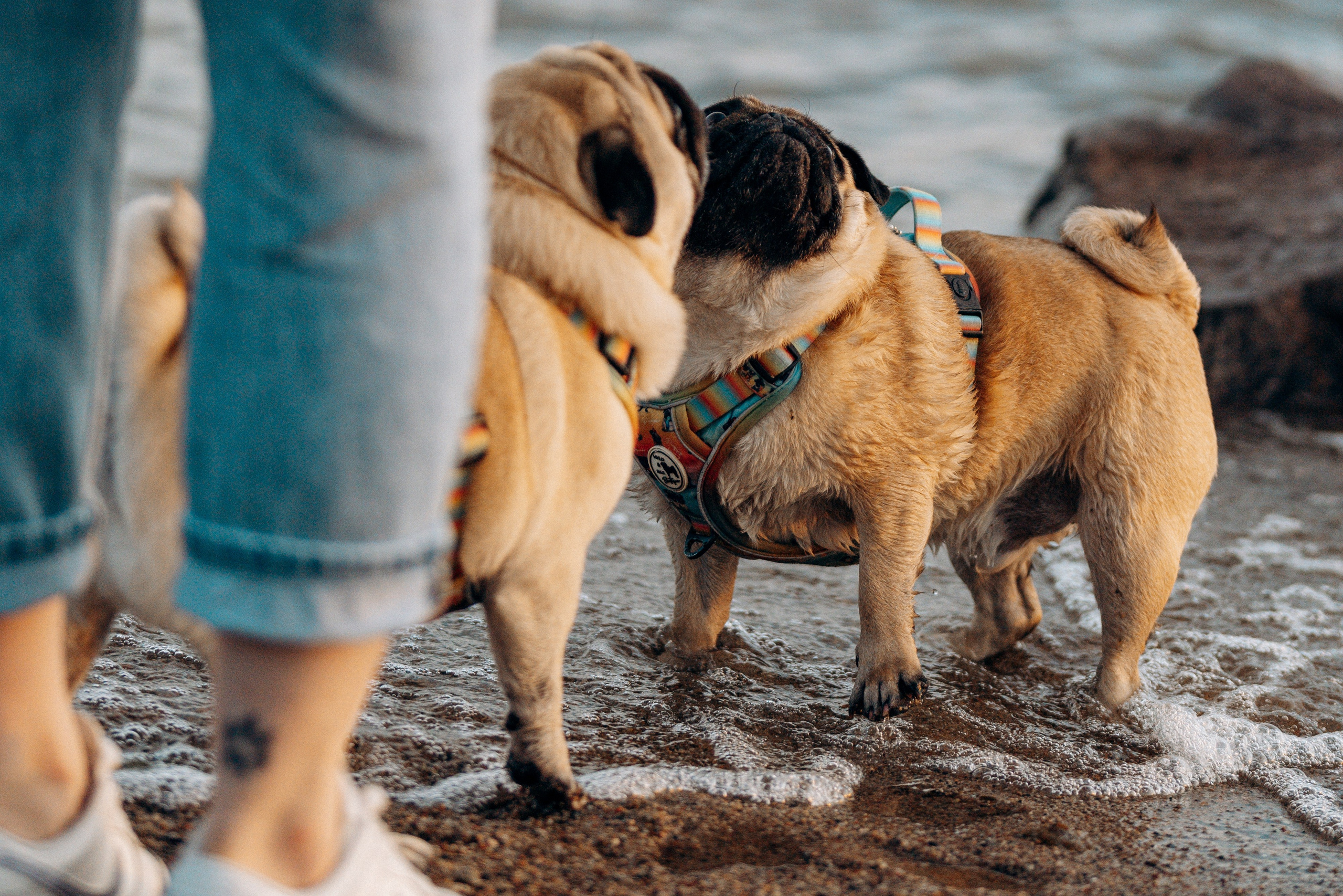 Frank, Tony, Katerina & Lev. Kat Laisaar — Pet photographer in Tallinn