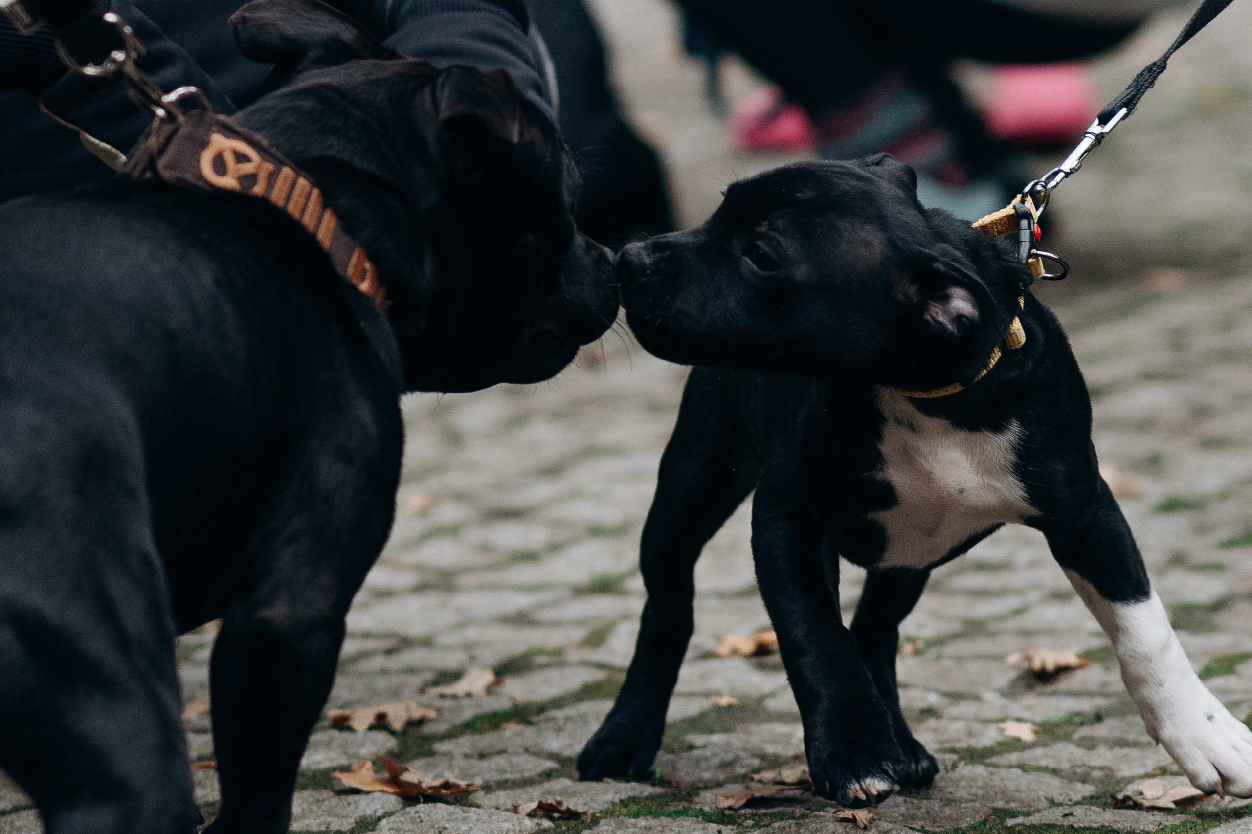 Staffordshire Bull Terriers Meetup. Kat Laisaar — Pet photographer in Tallinn