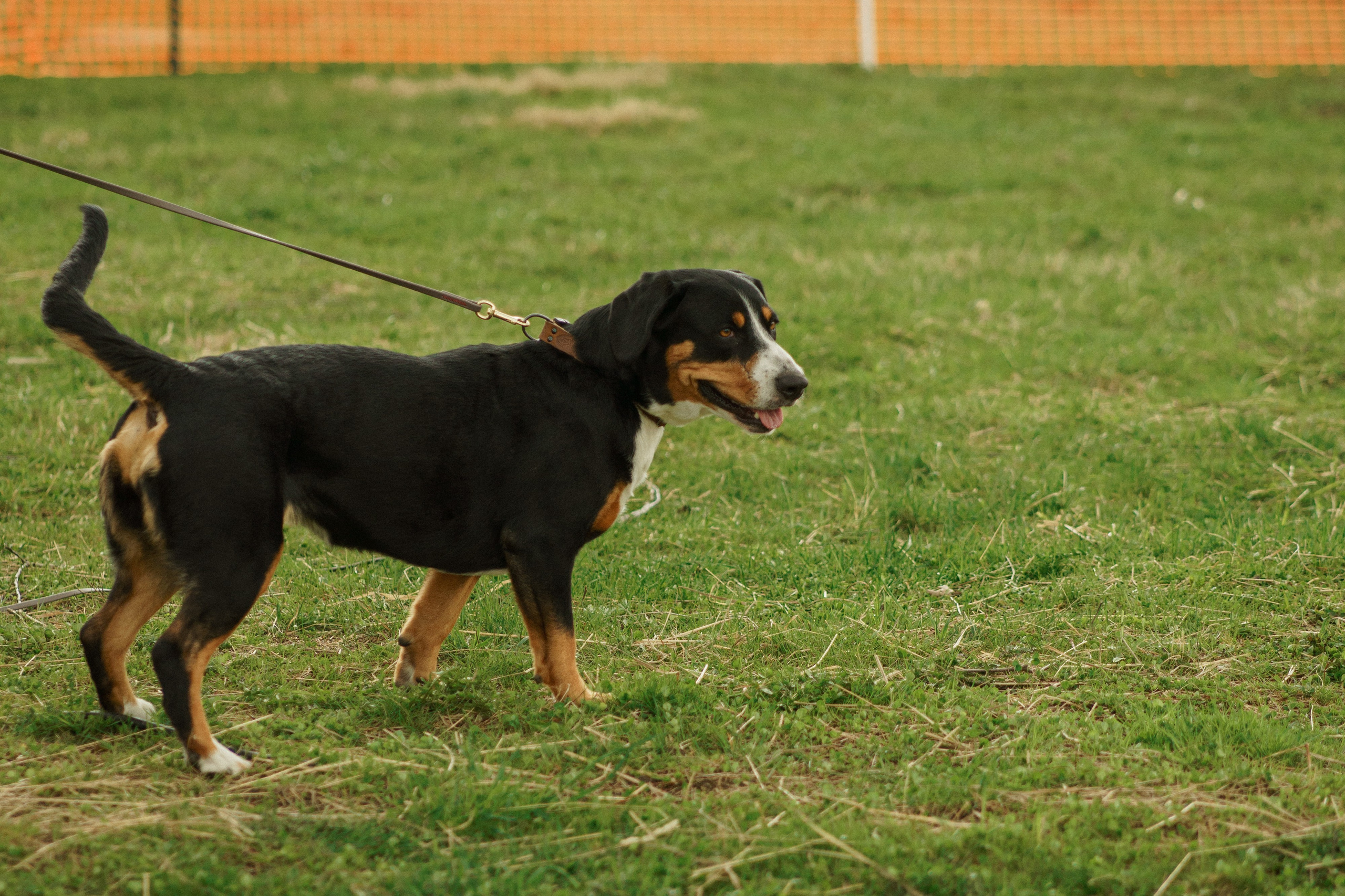 Herding Days, 26 apr. 2025. Kat Laisaar — Pet photographer in Tallinn