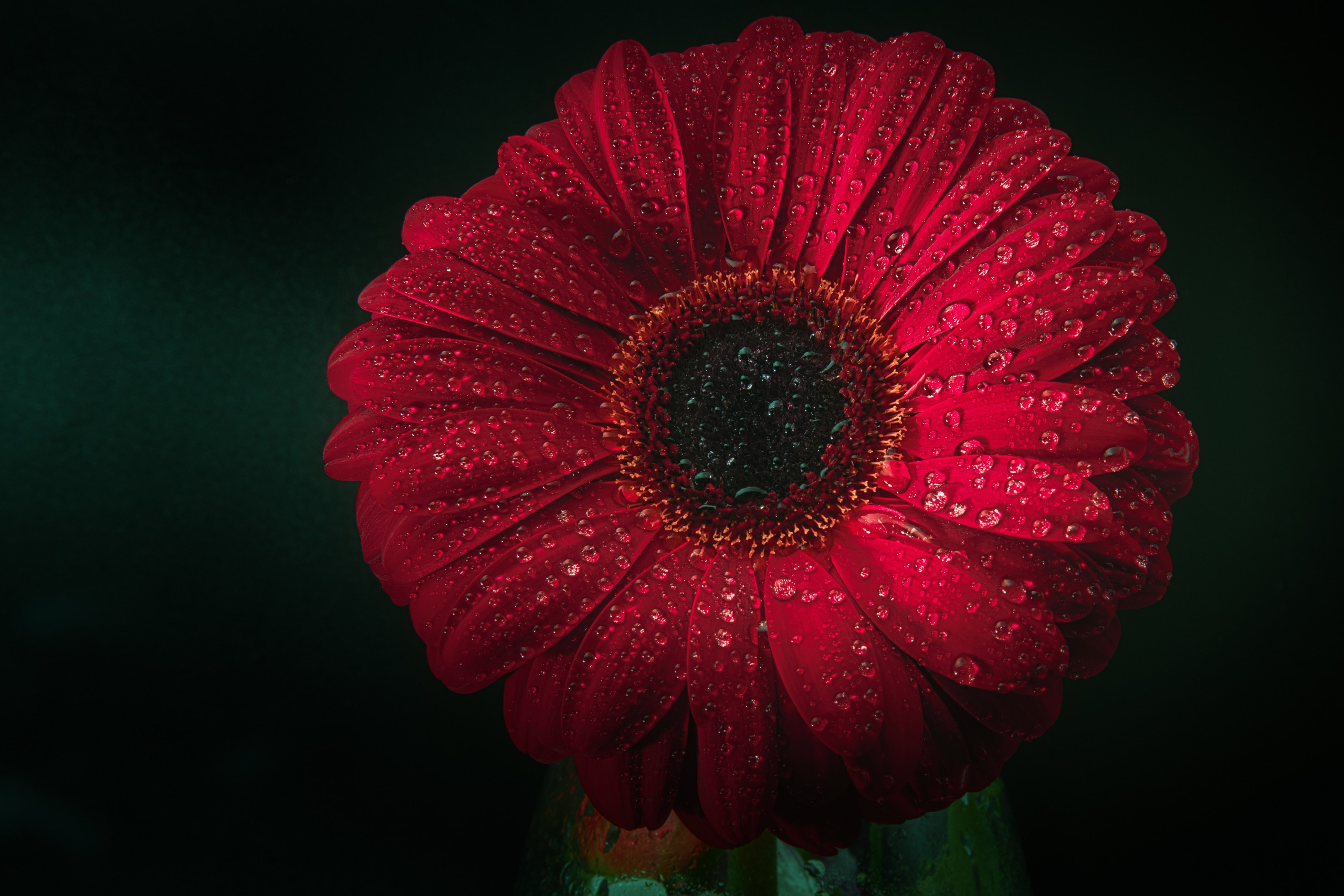 Portret bebeluș la botez realizat de Mitroi Iulian