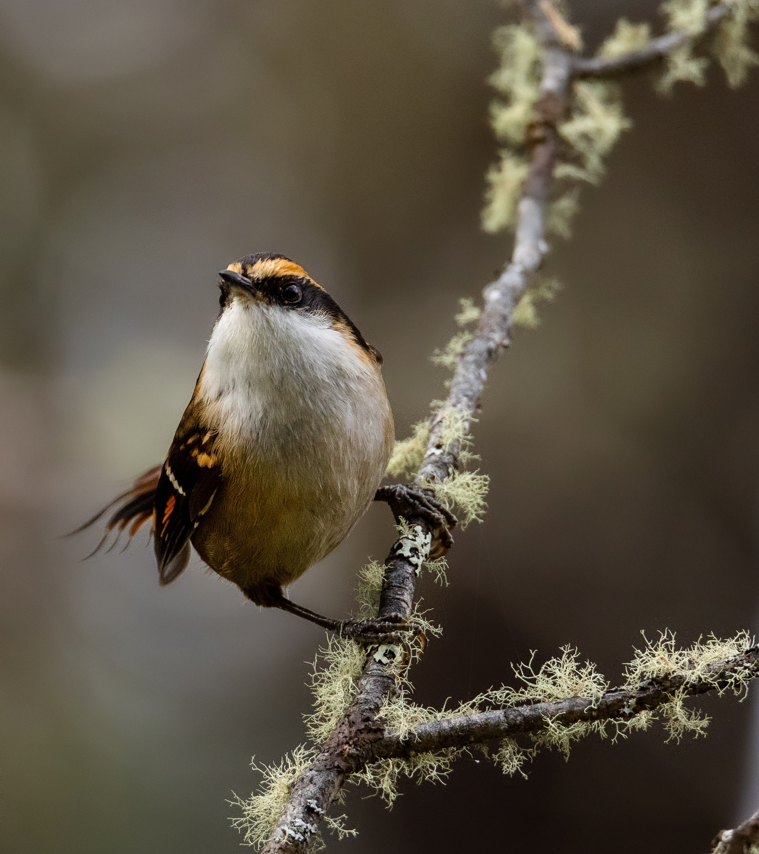 Fotografías digitales. Fotógrafo de naturaleza en la región de Aysén, Chile Francisco Vera