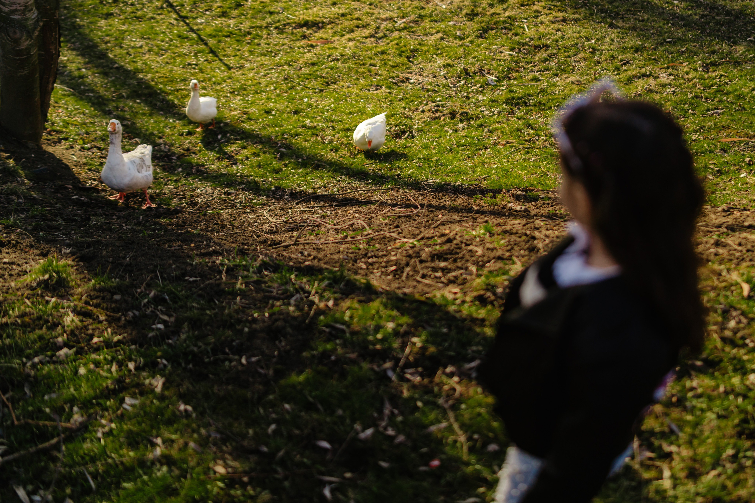 Sara’s Family. Foto-Video Nunta Iasi, Suceava, Bucuresti / Disponibilitate 2025 — 2026 — 2027