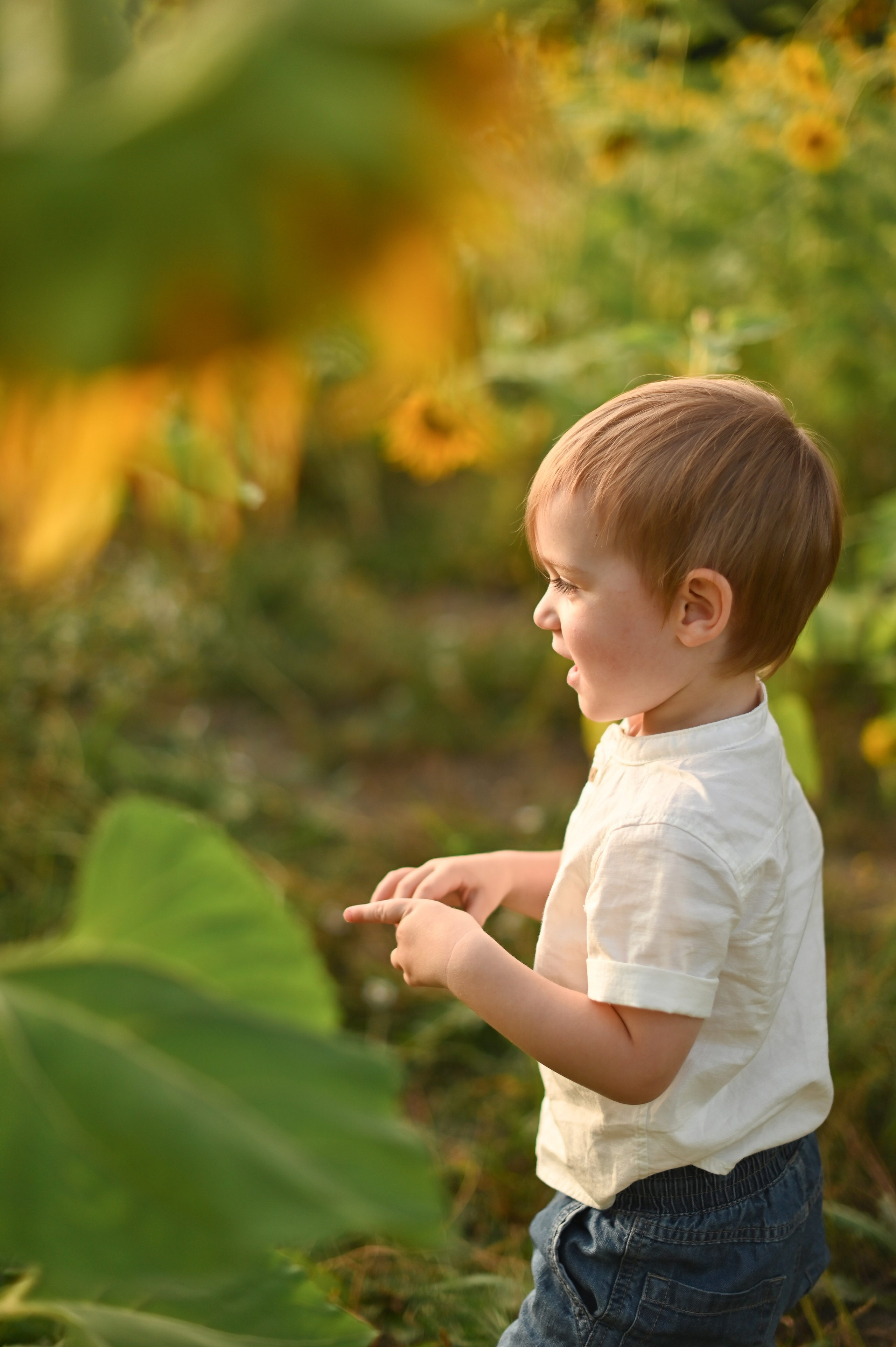Подсолнухи. Детский и семейный фотограф в финляндии дина пулкка. контент фотограф